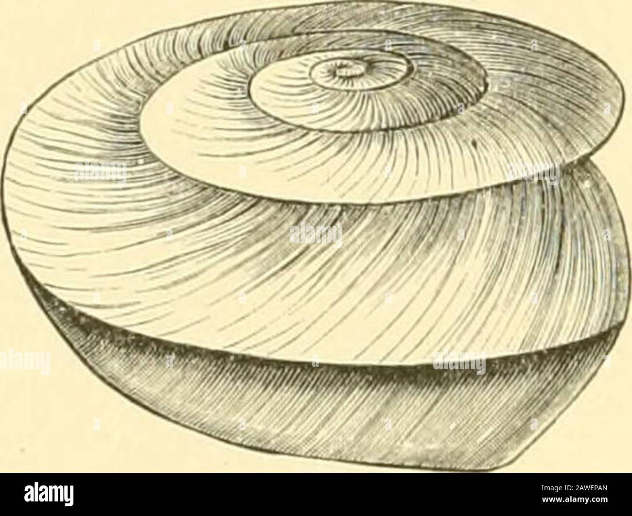 Die Cambridge Naturgeschichte . , etc.) sind ausgesprochen malaiisch, und Theke Ist: In der Armut unserer Informationen, unsicher, sind die Arii Is.are so Papuan wie Neuguinea selbst. Die tiefen Tiefen des Banda-Meeres im Norden, Und die Timorsee im Süden scheint die Inseln von Flores bis Timor laut vor dem Eindringen von Molukken oder irgend einem beträchtlichen australischen Element frei gehalten zu haben.Die Molukken, wie bereits erwähnt wurde, vereinen neben ihren eigenen, beträchtlichen Eigenheiten eine Mischung aus den malaiischen und Papuan-Elementen. Und dienen als eine Art Debatableground für das Treffen der Stockfoto