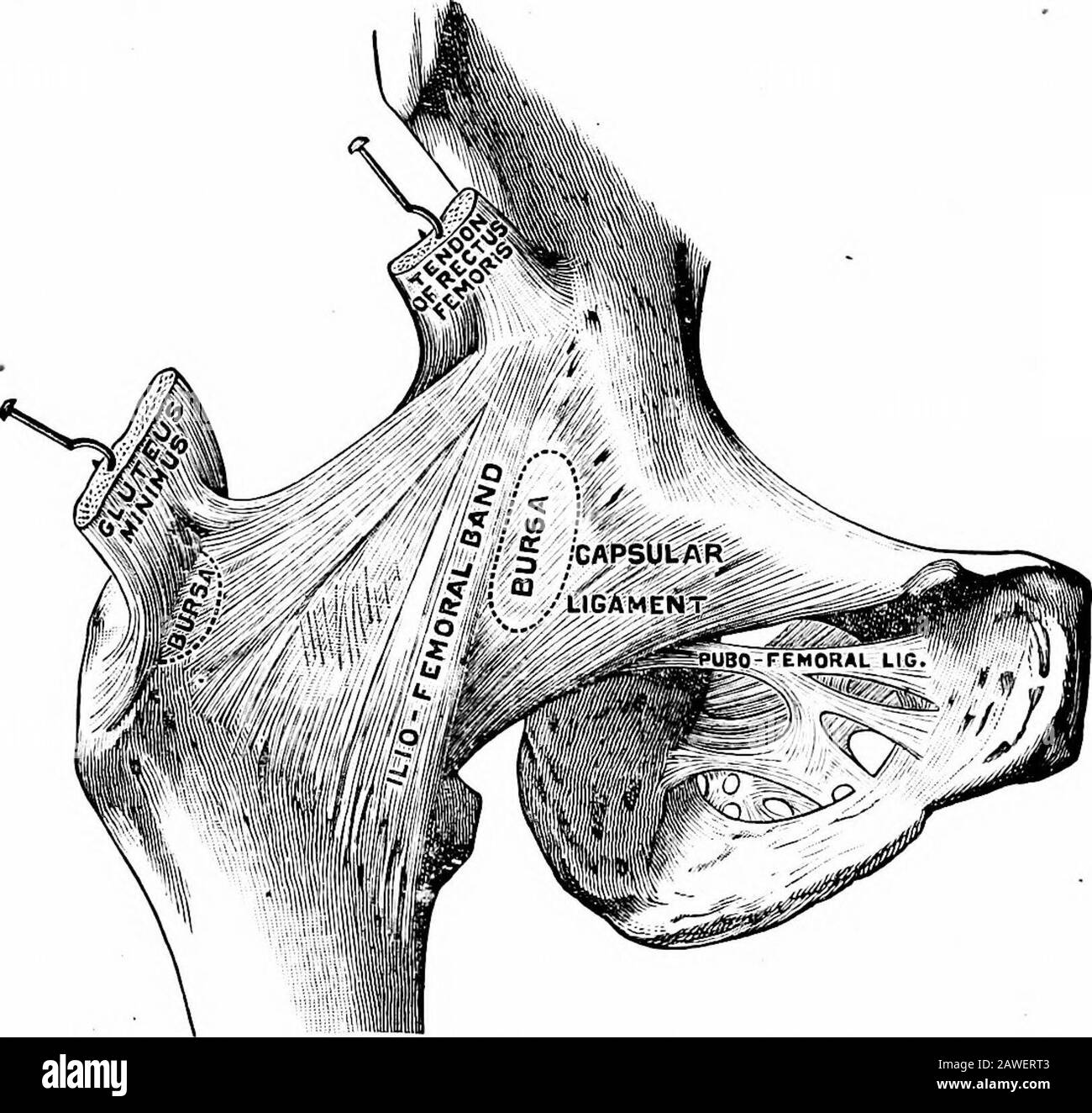 Anatomie de la jambe Schwarzweiß-Stockfotos und -bilder - Alamy