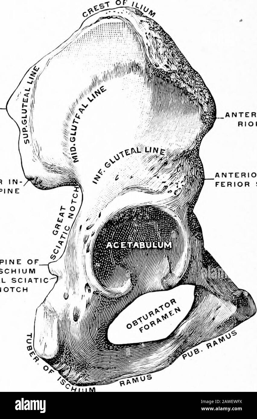 Angewandte Anatomie und Kinesiologie, der Mechanismus der muskulären Bewegung . Ium, Pubesand ischihm schließen sich an. Es handelt sich um ein Kugelgelenk, das weniger Freiraum hat als das Schultergelenk. Die Buchse ist tiefer und die Knochen so eng anliegend, dass viel Kraft erforderlich ist, um sie auseinander zu ziehen.Das übliche Kapsularband ist vorhanden und wird auf der Vorderseite durch ein A-förmiges Band verdickt, das das ilioferale Band oder das umgekehrte Y-Ligament genannt wird (Abb. 90). 15G BEWEGUNGEN DES HÜFTGELENKS Der Oberschenkel ist der längste Knochen im Körper und entspricht in der Ferne dem Humerus; wie der Humerus hat er einen Kopf, einen Schaft und einen Tw Stockfoto