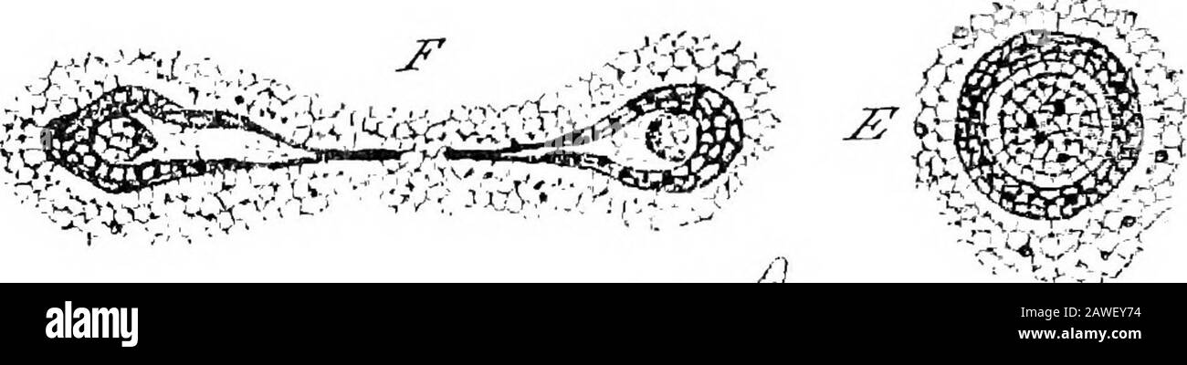 Eine Einführung in die Untersuchung der vergleichenden Anatomie der Tiere. F das Zytoplasma, das die Itrokuppen bildet, und dabei werden seine Flüssigkeitsinhalte ausgestoßen, können überlegte Poren oder Kanäle gesehen werden, durch die sie ihre Flucht bewirken. Dies sind die einzigen definitiven Organe der Amoeba; aber das wichtigste Merkmal ist ihre sich ständig ändernde Form.Die Kreatur ist unter normalen Umständen nie in Ruhe, sondern bildet ständig hervorstehende Prozesse ihres Zytoplasmas, nowin eine Richtung, jetzt in eine andere. Diese stumpfen, formelessigen Prozesse werden als Pseudopodien und die charakteristische Bewegungsziffer bezeichnet Stockfoto