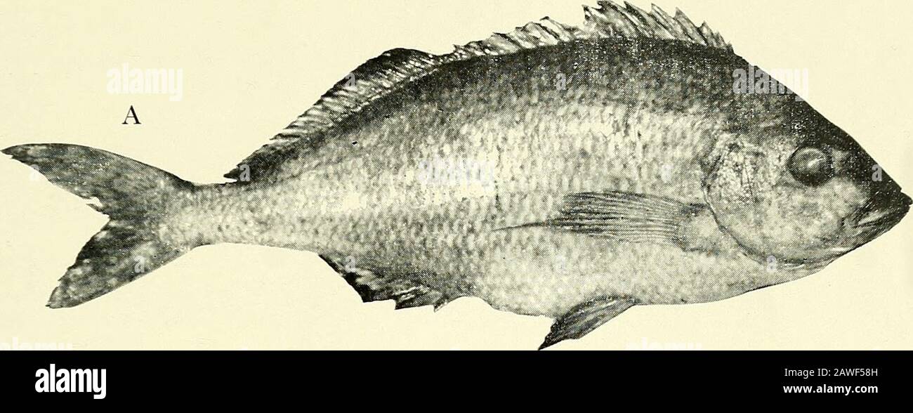 Annalen des südafrikanischen Museums = Annale van die Suid-Afrikaanse Museum. Rhodes Univ. 15: 255-261.Smith, J. L. B. 1964. Fische der Familie Pentacerotidae. Ichthyol. Bull Rhodes Univ. 29: 567-578. ^48 ANNALEN DES SÜDAFRIKANISCHEN MUSEUMS STEINDACHNER, F. Ichthologische Notizen 3. Uber einige neue Fisch-Arten aus Siid- america. S.B. Akad. Wiss. Wien 53: 208-214.Sverdrup, H. U., Johnson, M. W. & Fleming, R. H. 1942. Die Ozeane. New Jersey: Prentice Hall.Von Bonde, C. 1923. Flachwasserfische, die von der S  LW AT  S.-Pickel beschafft werden. Fisch. März Biol. Surv. Rept. 3: 1-40.Waterhouse, F. H. Ein Stockfoto