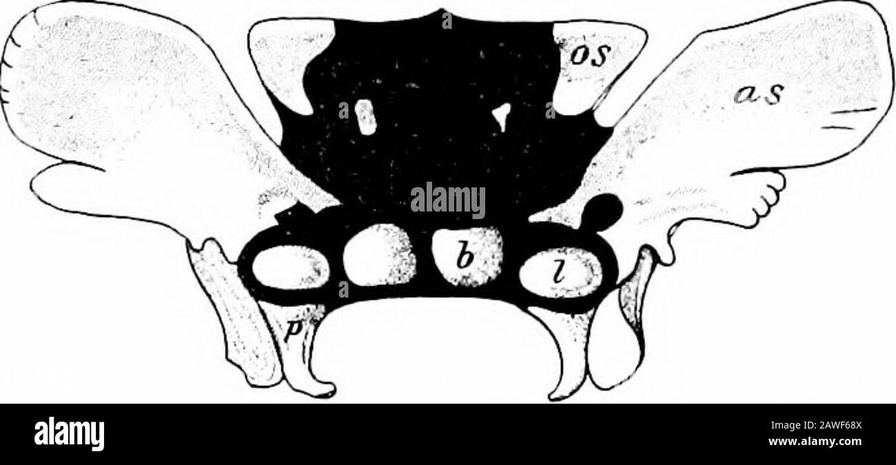 Die Entwicklung des menschlichen Körpers; ein Handbuch der menschlichen Embryologie . Abb. 101.-Occipitai, Knochen eines Fötus auf Zeit. Bo, Basioccipital; EO, Exoccipital; ip, Interparietal; also Supraoccipital. DEN SCHÄDEL. 197 Zunächst bildet der basale Teil des Knorpelossifiestos zwei Knochen, ein anteriores oder präsphenoid und ein poste-rior oder Basisphenoid (Abb. 102, b), und auf jeder Seite der Eachof dieser scheint eine Ossifikation zu zwei Unterflügeln oder Orbito-Sphenoiden (os) und zwei größeren Flügeln Oralisphenoide (AS) führen zu können, und auf jeder Seite des Basisphenoids erscheint ein zusätzliches Zentrum, um die Lingula zu bilden Stockfoto