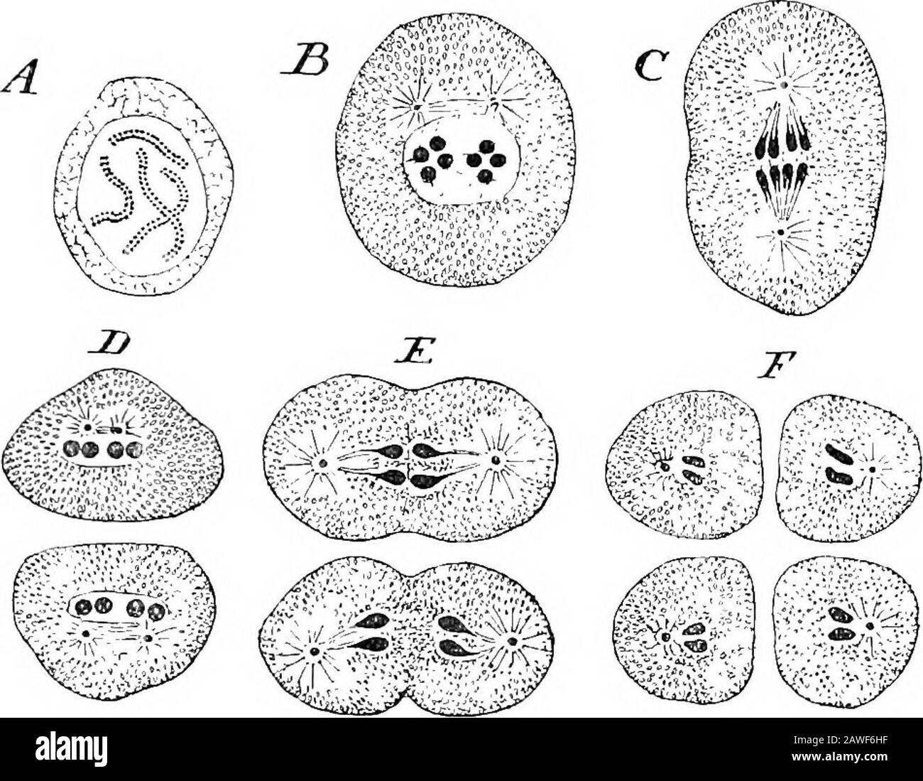Eine Einführung in die Untersuchung der vergleichenden Anatomie von Tieren . Bivalens hat vier Chromosomata in seinen Zellkernen, und dies wird für die Beschreibung der Prozesse der Reifung der Keimzellen gewählt. Beginnend mit dem Sper-Matozoon- Es muss erklärt werden, dass die Spermatozoen der Thefadenwürmer (Nematoidea), von denen Ascaris ein Beispiel ist, nicht filamentös sind, wie die der meisten anderen Tiere, sondern aresimpliziert zellulär und daher sehr gut für die Untersuchung geeignet sind.Die primitiven Keimzellen haben, wie der Rest der Gewebezellen des Körpers, jeweils vier Chromoomata. Sie multiplizieren sich Stockfoto