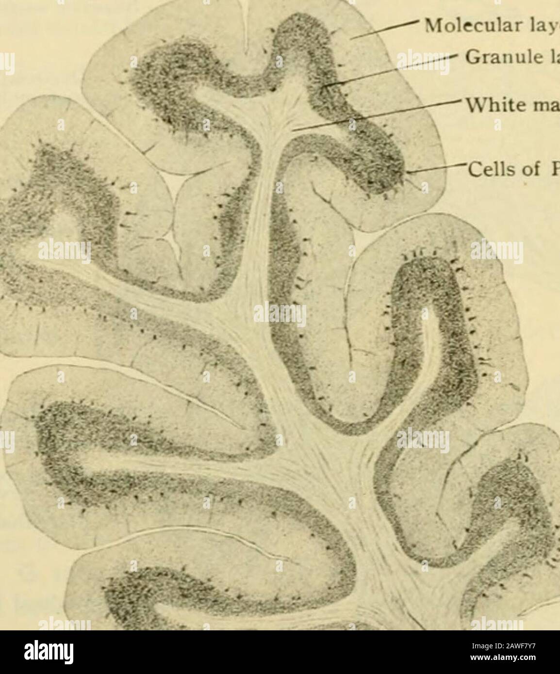 Menschliche Anatomie, einschließlich Struktur und Entwicklung und praktische Überlegungen. Alzellen. Die Purkinje-Zellen, die markantesten närrischen Elemente des Kleinhirns, nehmen den tiefsten Teil der Molekularschicht ein, wo sie in einem Singlerow entlang der äußeren Grenzschicht der subjariösen Granularschicht entsorgt werden. Die Zellen sind mostzahlreich und näher auf den Gipfel des Foliums platziert und weniger undmehr entlang der Fissuren verstreut, in welcher Situation sie auch oft weniger typicalpyriform sind. Sie besitzen einen großen Kolben-ähnlichen Körper, etwa 0,060 mm Durchmesser, von der spitzen und hervorgespitzten Stockfoto