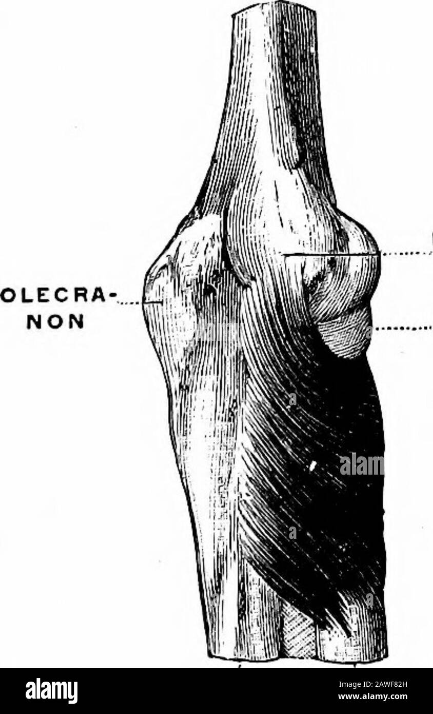 Angewandte Anatomie und Kinesiologie, der Mechanismus der muskulären Bewegung. Abb. 71.-Tiefe Muskeln in der Nähe des Handgelenks. (Gerrish.). TERNALCONDYLE KOPF OFRADIUS ULNA RADIUS ABB. 72.-Der Supinator. (Gerrish,) 126 BEWEGUNGEN VON ELLBOGEN UND UNTERARM das Adjektiv unnötig. Der Muskel ist ein kleiner, der sich auf der Rückseite des Arms direkt unterhalb des Ellenbogens befindet. Origin.-externes Kondyle des Humerus, Nachbarteil der Ulna, Bänder dazwischen. Einfügung: Außenfläche des oberen Drittels des Radius. Struktur - Meist parallele Fasern. Action.-Supination, wie durch seine Position und die isolierte Aktion gezeigt. Stockfoto