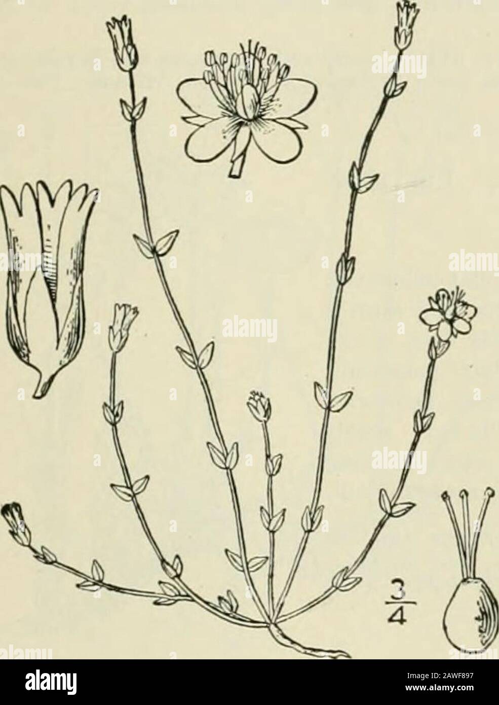 Eine illustrierte Flora der nördlichen Vereinigten Staaten, Kanadas und der britischen Besitzungen: Von Neufundland bis zur Parallele der südlichen Grenze von Virginia und vom Atlantik westwärts bis zum 102. Meridian; 2. Hrsg. Gattung 5. CHICKWKKD-FAMILIE. 53 Arenaria leptoclados Reichenb.Sandwort. Abb. 278. Schlanker Arenaria leptoclados Reichenb.; Guss. Fl. Sic. Syn.2: 284. 1844. Jährlich, getuftet, viel verzweigt, rauh-puberulent, ähnelt Arenaria scrpyllifolia L.Blätter lanzettlich oder ovatlanceolat, l5-2ilong, etwa eine Hälfte so breit wie lang, akut oracuminat; Braten ähnlich dem Urlaub Stockfoto