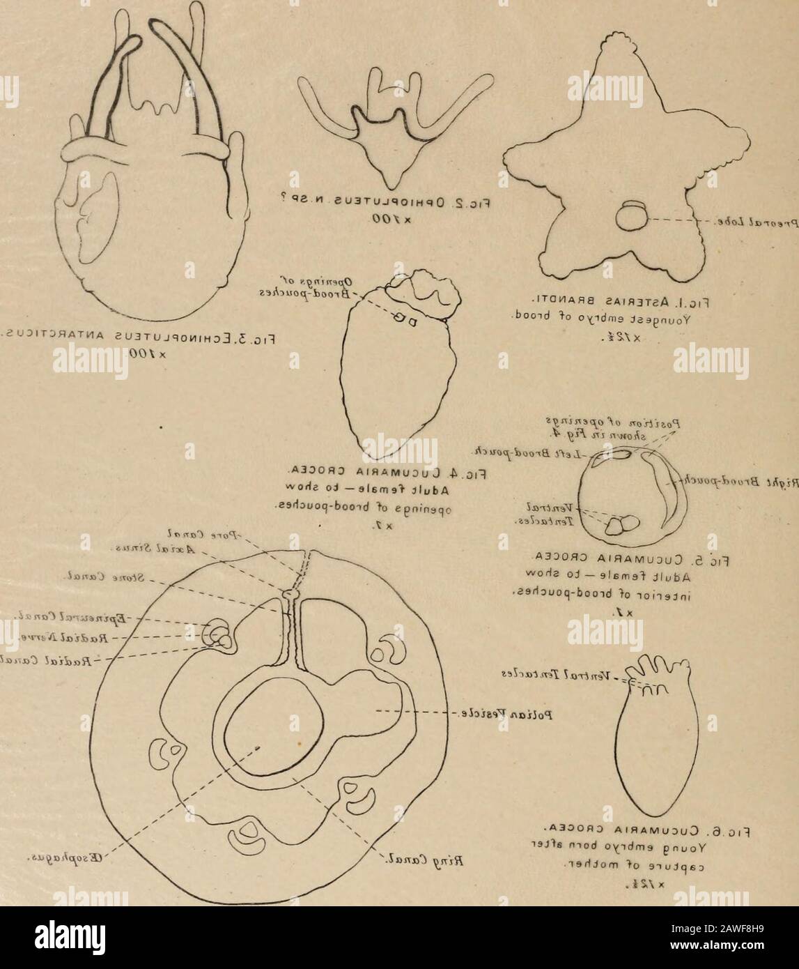 Naturgeschichte . Ringkanal IE soph a y ABB.?. CUCUMARIA CROCEA Transversal section throughterior Region of embryoshown in Abb. 6, Mit plalr zu binden. [..irval l-icliiioderius.Antarktis (Discovery) Exp eu3TUJ90IH=)0 S Oooxx .ITQHAH8Booid gt;o^idms *•*-," A3000D AlHAMUOOOOOOOOOOOOO 3   6nri9&gt; &gG30O IO;UO30O303O A3DOSO 0 noigsn loiaJnt.6GI1 nj nworla uniiloil Icvit.1 .,itlq djiv/ bnuod 3d olq/3 ((•i^vo^^ia) aiJoiBinA 0 ^ Stockfoto