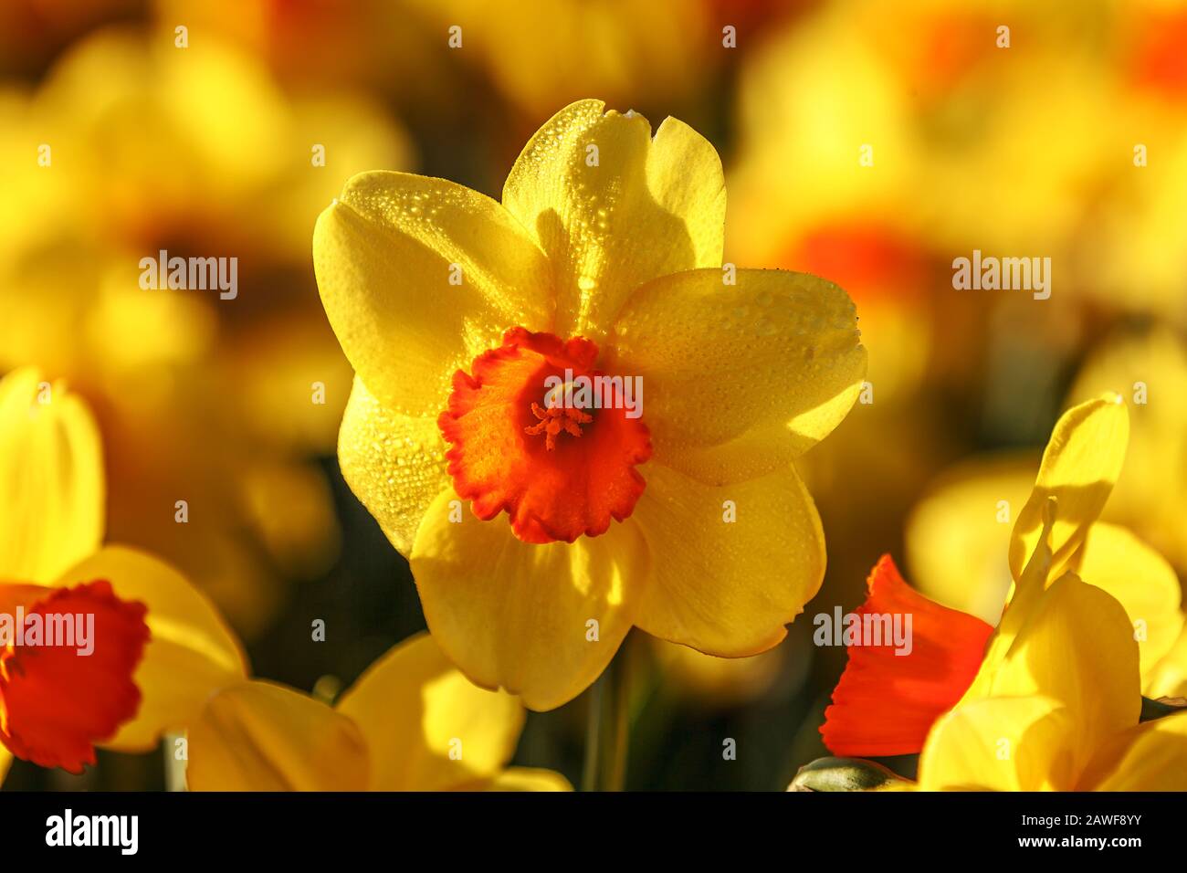 Nahaufnahme gelber Narzissen in voller Blüte Stockfoto