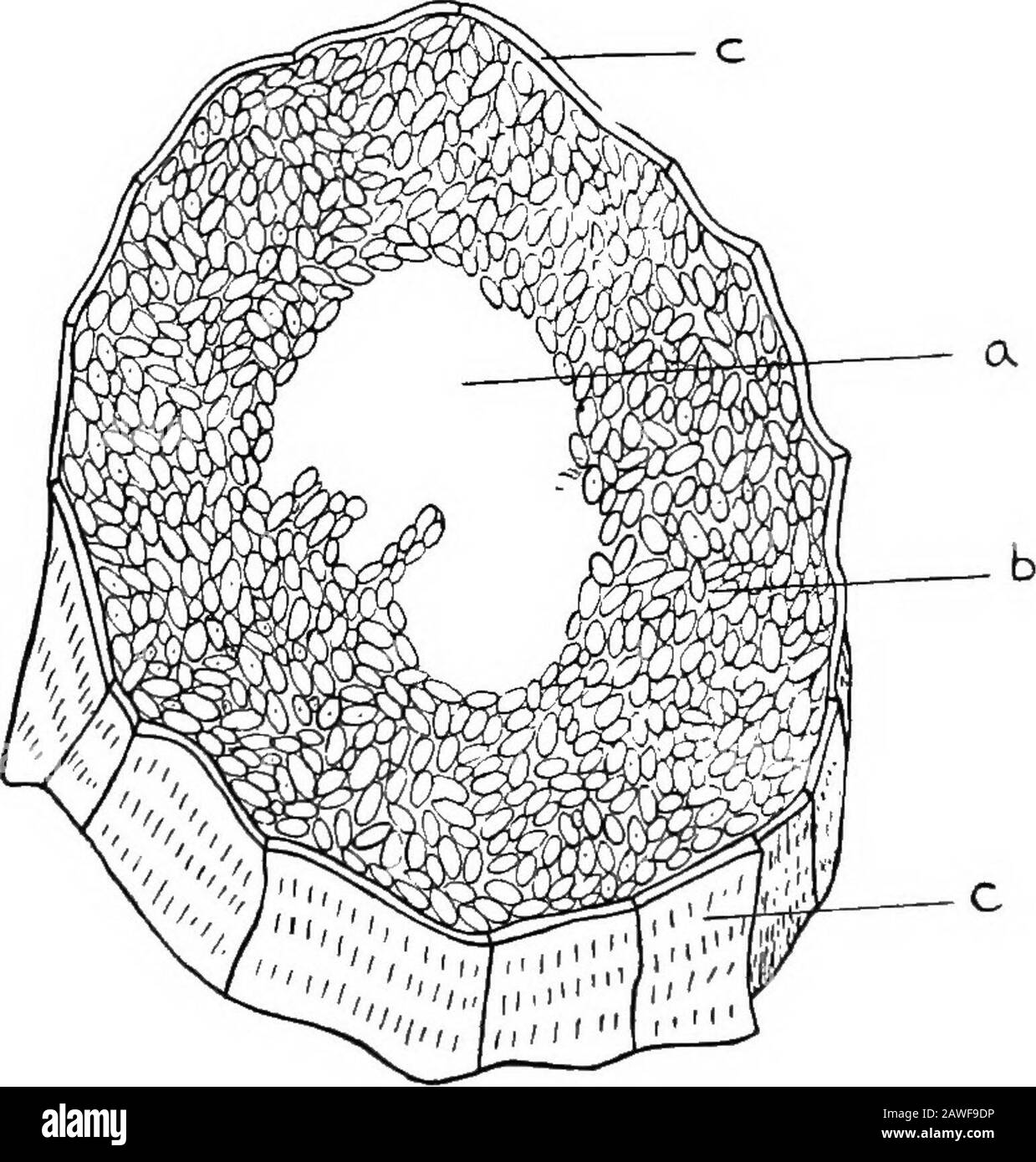Arten und Marktklassen von Live-Aktien . Struktur.-Wolle ist modifiziertes Haar. Das Termhaar wird normalerweise verwendet, um einen glatten, geraden Faser-Orfilament wie Pferdehaar zu bezeichnen. Wolle unterscheidet sich von den Haaren dadurch, dass sie weniger gekräuselt ist und dass sie eine viel gezähnte oder gerippte Oberfläche hat. Die Oberfläche der Faser besteht aus einer einzigen Schicht 255 2G6-Typen und Marktklassen von Live Stock mit unregelmäßigen, sich überlappenden Schuppen, die nur unter dem Mikrobereich zu erkennen sind und das Wollkutikel bilden. Von 1200 bis 3000 belichteten Punkten dieser Schuppen bis zu einem Zoll. Die Schuppen öffnen sich in Richtung der Faserspitze, li Stockfoto