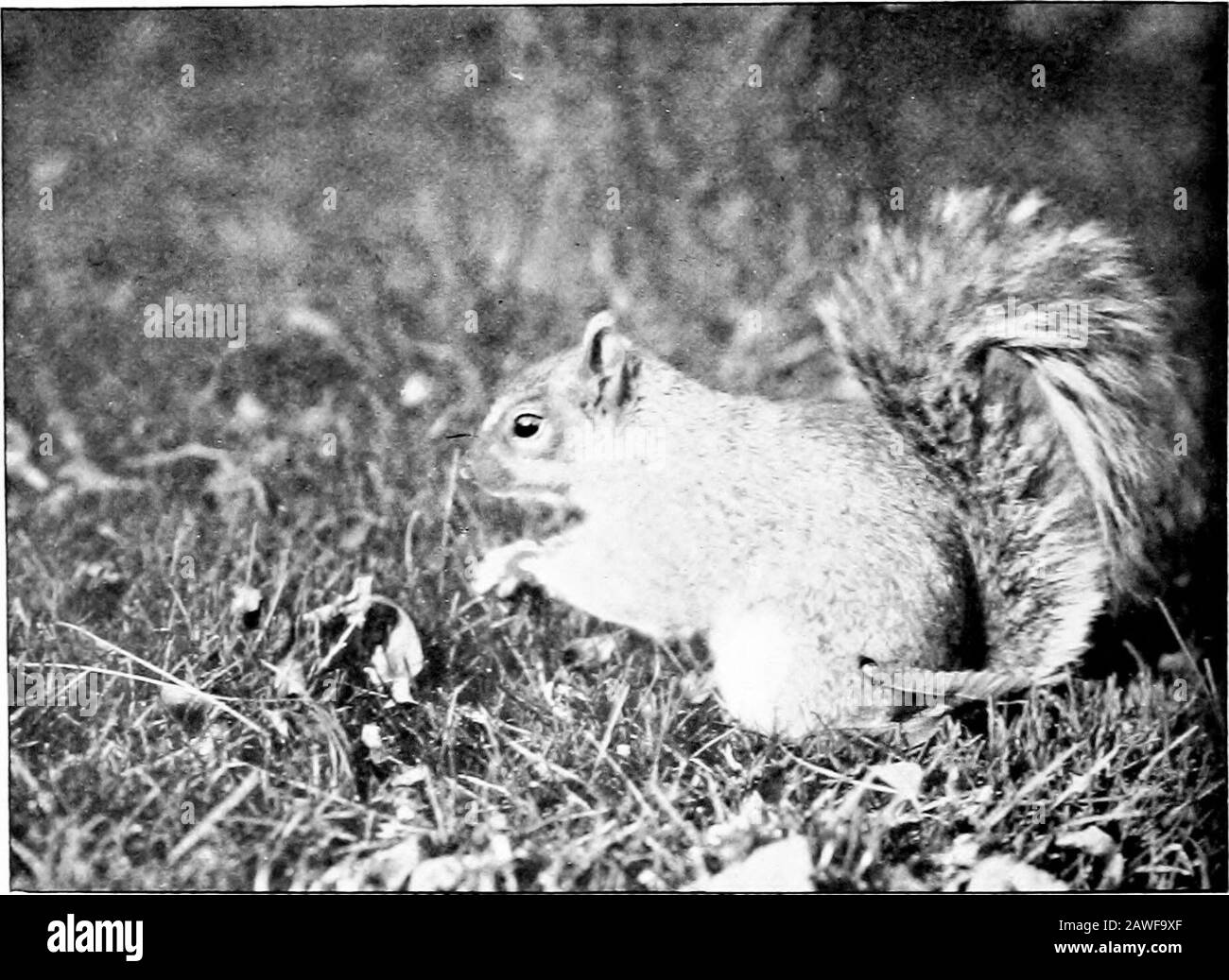 Die Moderne Art der Bilderherstellung: Veröffentlicht als Hilfe für den Amateurfotografen. Cool Coiit/OI I. A. RADCLIIT: Duu.MURK. TEIL III TIERE. Als Sport sollte die Wildtier-j)Hotografie eine weitaus größere Popuunklarität genießen, als sie es tut, denn alles aufregendste Tlian, das einen wilden Animalwith mit der Kamera anstachelt, ist schwer vorstellbar. Isually es ist unmöglich, Tiere in ihrer Heimat anzuführen, und es ist erstaunlich, dass 15S X-rlTfK£ ]]ITH EIN KODAK ist. Wie nah man zum Beispiel einem Hirsch mit der Linse der ordinaryfokalen Länge sein muss, um ein Bild von anerkennenden Bildern zu erhalten Stockfoto