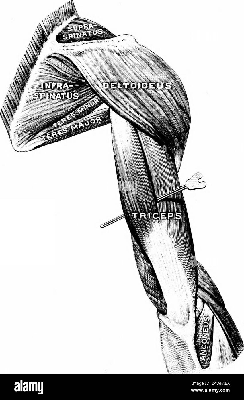 Angewandte Anatomie und Kinesiologie, der Mechanismus der muskulären Bewegung . merus; die Flexion wird durch den Kontakt der Muskel an der Vorderseite des Arms begrenzt. Einige Personen können die Armbinde am Ellenbogen überdehnen, während andere sie nicht vollständig ausdehnen können, wobei die Unterschiede hauptsächlich auf die Besetzung, die gewohnte Position der Gelenkandvariation in der Laxheit der Bänder zurückzuführen sind. Die Gelenkkapsel ist an den äußeren und inneren Seiten durch starke Bindegewebsbänder verstärkt. Die Funk-Ulnare-verbindung ist ein doppeltes Drehgelenk, der Radius rota-ting in einem ligamentösen Ring am Ellenbogen und die unteren Enden von Thetwo-Knochen desc Stockfoto