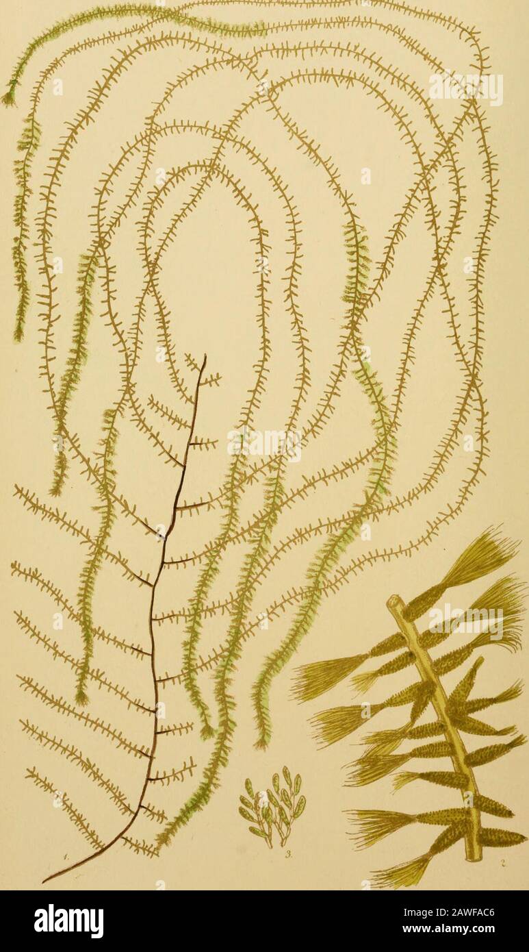 Phycologia australica; oder, EINE Geschichte der australischen Meeresunkräude .. Und eine Synopsis aller bekannten australischen Algen .. . Zeit - xai. V inceni. Brodks^lmp, Ser. Melanosperme^. Fam. Sporochnoidece. Platte XCII. SPOROCHNUS APODUS, Ernte Gen. Char. Frond filiform, solide, winnelig zersetzbar. Gefäße podenförmig, Pedicellat (selten sitzend), bekrönt mit einem Büschel weicher Haare, dicht bedeckt mit whorrenden, verzweigenden, sporiferen Filamenten.Sporen länglich, an den Filamenten befestigt.-Sporochnus [Ag.], von(TTTopo^, ein Samen, und )(yoo<i, Wolle; Knüpfeln; Knüpfe. Frons FI Stockfoto