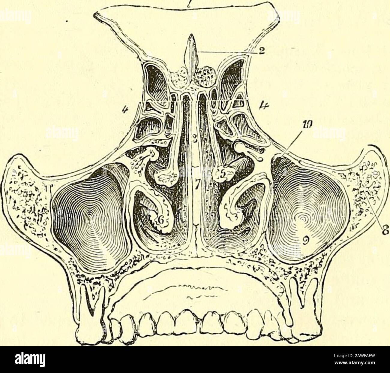 Quains Elemente der Anatomie . im Vorderteil die Trennung zwischen den Nasenfossten. Der vordere Rand des Knorpels, oben am dicksten, ist fest am Rücken der thenasalen Knochen nahe ihrer Kreuzungslinie befestigt; und darunter liegt er suc-ceiv zwischen dem oberen und dem unteren seitlichen Knorpel, vereint sich ultimately mit ersterem und locker mit letzterem. Der hintere Rand ist am unteren und vorderen Teil der zentralen Platte des Ethmoidknochens (e) befestigt, und der untere Rand wird in die Nut des Vomers(V) sowie in den Mittelrücken zwischen der oberen MaxiU aufgenommen Stockfoto