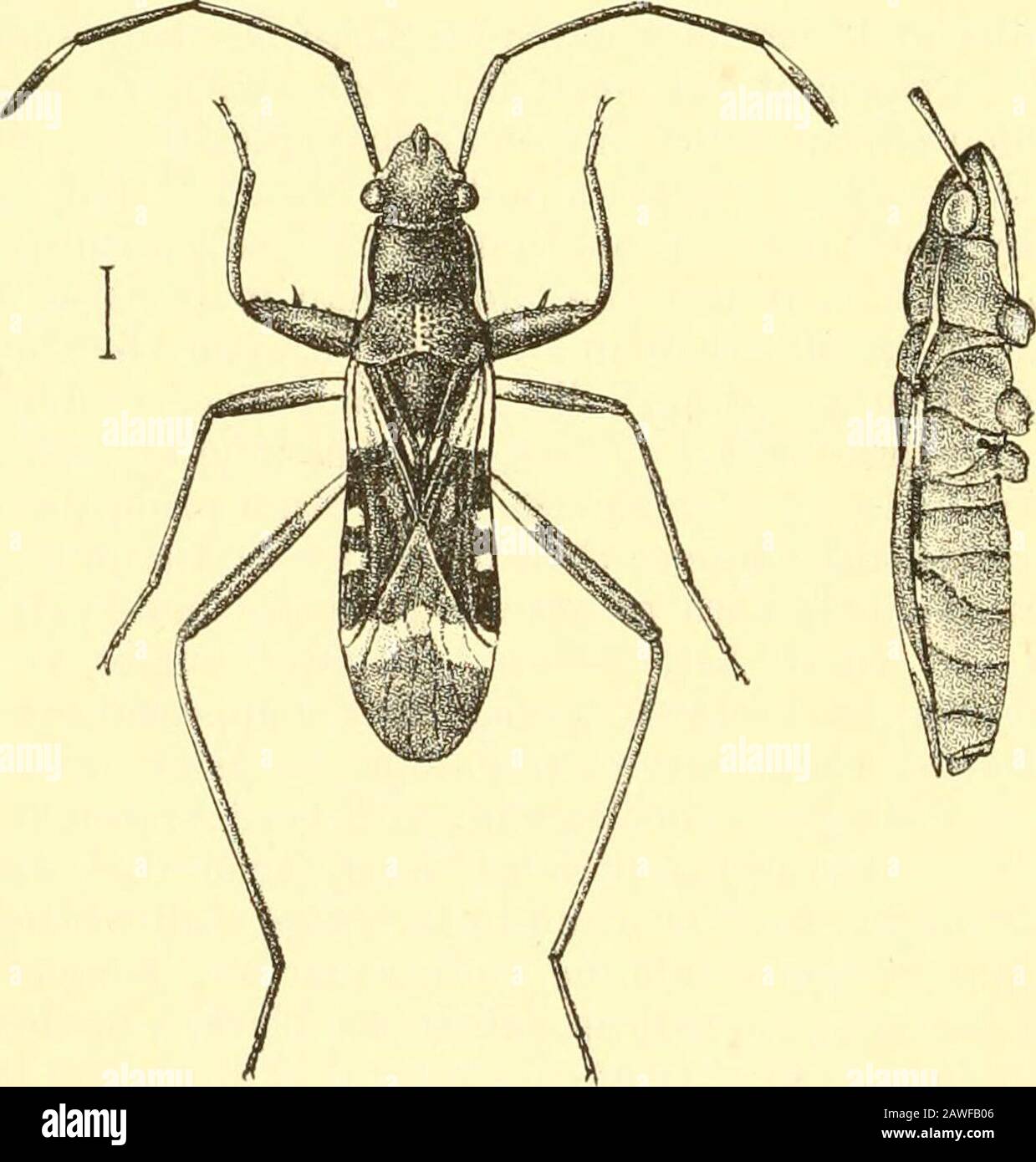 Rhynchota .. . e mit ratherlangen und dicken grizzly Haaren; anterior und intermediäre Tibia;ungewöhnlich dunkel, pikeous braun bis pikeous schwarz. {Breddin.) Länge 10^ bis LU Millim; Breite an der Basis von Hämelytra, S2  , 5 2= Millim. Bah. Ceylon; Anuradhapnra, Harrowapatam {fide Breddin). 74 ANHANG. LTG^IDJE. Genus UZZA.(To follow Dieuches, Vol. II, S. 82.) Uzza, Dist. A. M. N. H. (8) iii, S. 338 (1909). Typ, U. harenia, Distribution. Birma. Kopf (Iuclucliug-Augen) etwas breiter als vorderer Rand des Pronotums; Ocelli nahe am Basalrand, fast gleich weit von den Augen entfernt wie von einander; Stockfoto