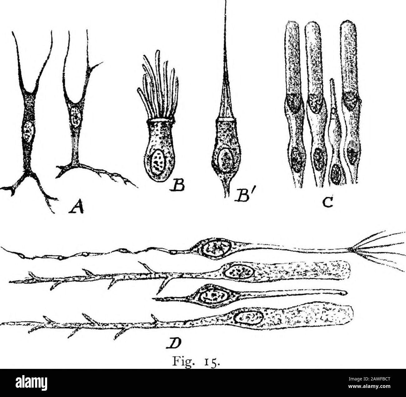 Eine Einführung in die Untersuchung der vergleichenden Anatomie der Tiere ., die in ein Fibril des Nervus olfactorius intinuiert wurde. Die Stäbchen und Zapfen der Netzhaut sind eigentümliche Strukturen, die jeweils eher ein Produkt als eine metamorphosedepitheliale Zelle sind. Ein Stab ist ein zylindrischer, stabförmiger Körper von ca. 5 mm Länge, bestehend aus zwei Teilen, einem längeren, stark brechenden äußeren Glied und einem kürzeren, homogeneren, weniger brechenden inneren Glied, der durch eine kleine Plano-konvexstruktur getrennt ist, die als lintikulärer Körper bezeichnet wird (Abb. 15, C). An der Basis jeder Stange befindet sich ein ovaler Kern, der von einer sehr dünnen Hülle aus Granulat umgeben ist Stockfoto