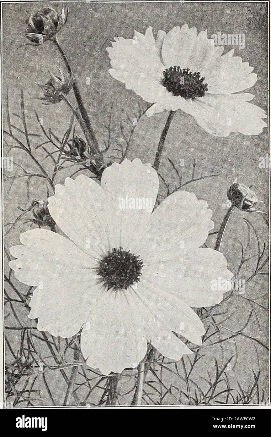Dreer's 72nd Annual Edition Gartenbuch : 1910 . t ein Vorberg die Oberseiten sollten herausgedrückt werden, um ein buschiges Wachstum zu induzieren. Theylieber ein eher leichter, nicht zu reicher Boden, aber fast überall gut. Mammut-Perfektion Kosmos. Eine großartige Auswahl, die Blumen in Mammutgröße und perfekter Form trägt und die bisher höchste Entwicklung in Cosmos zurückstellt. Wir bieten es in folgenden Farben an: PRO 3^ OZ. Pro PKL. 2081 Crimson. Rich and Deep 25 1<) 2082 Light Pink 25 10 2083 Pure White 25 10 Ein Paket jeder der drei Farben, 25 cts.2090 Mixed Mammoth Perfection. .. 20 10 2084 Qigantic=Blume Stockfoto