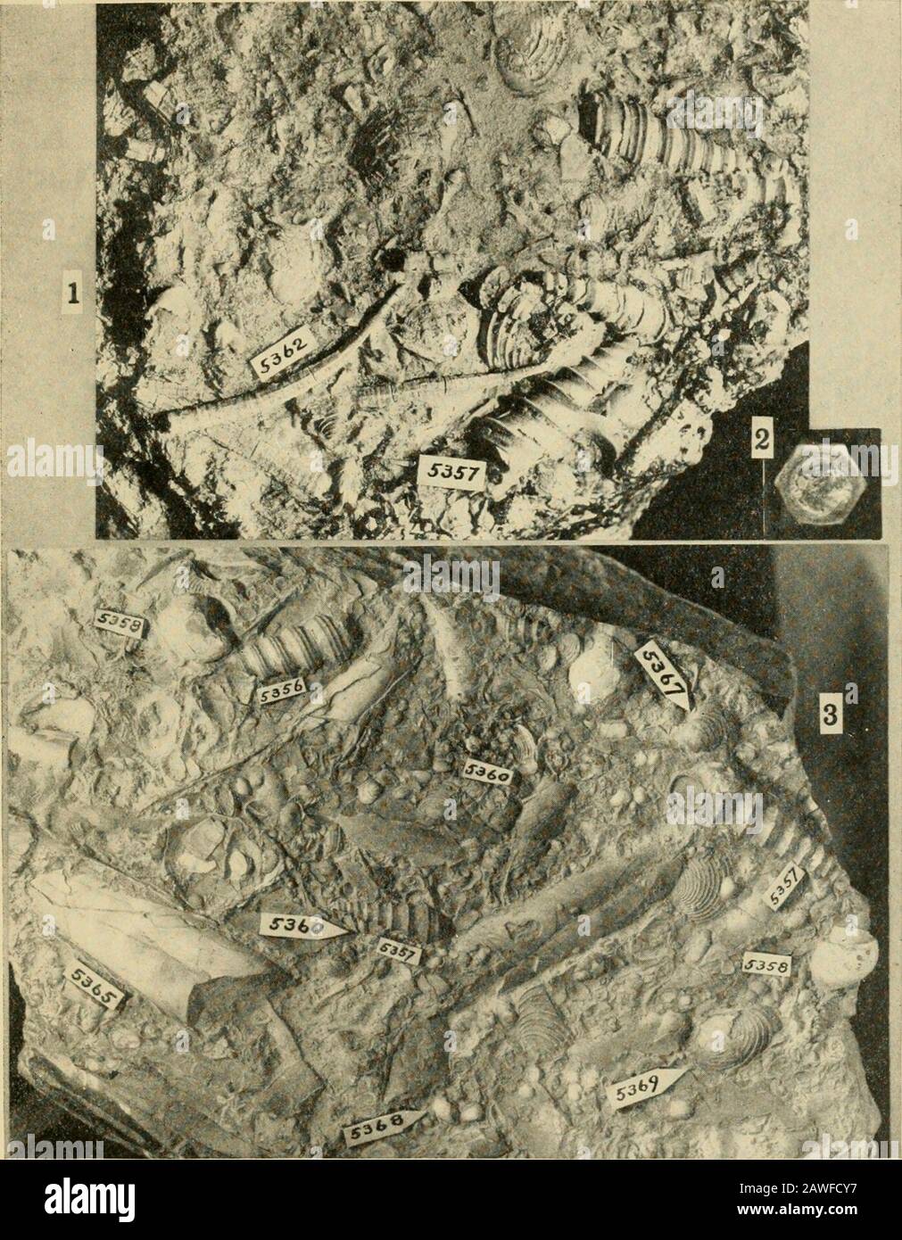 Das Jordantal und Petra. Oh [i^gnal; Hi.mm .ffiff! &gt;I * ny&gt;l Rriil vmrb. nv Ubivibni PLATTE B Abbildung i. Die Platte aus Kerak chert mit den Individuen OfDentalium hexagonum (5362) und Turritellare)i (5357)- Leicht vergrößert; die Länge der dehntesten Dentalium-Schale beträgt 35 mm. Abbildung 2. Querschnitt des Dentalium-Hexagonumto zeigt sechseckigen Schalenabschnitt während des neanischen Stadiums. Der Durchmesser des Originals beträgt 2,7 mm. Abbildung 3. Platte aus Kirschkalk aus Kerak, mit Gastropoden, Pelekypoden und Cephalo.pods. 5 356- Turritella seetzeni; 535 7- Tur-ritella reyi; 5358-Natica oricntalis; 5360-Bulla kerakens Stockfoto