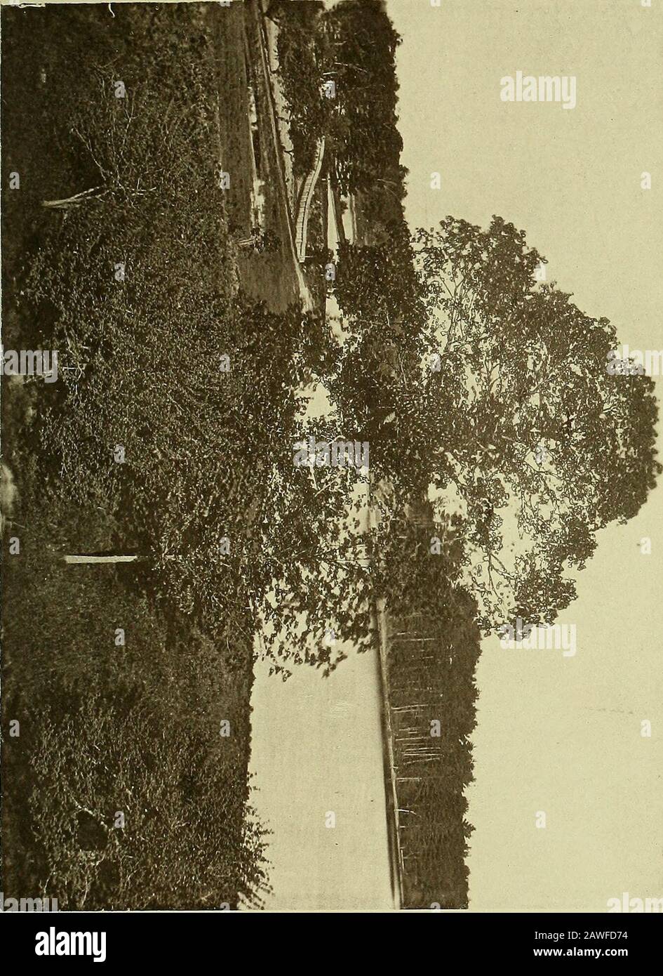 Der Wald und die Wege von Neuengland . Ferings one by one, leading from Harmony to har-mony, as Early Twilight ushers in the ruddy Tints of Mama.We wahrnehmen sowohl auf der Erde als auch in den Himmeln die Formsand Tinten, die die Erweckung der Natur signalisieren, Und jede von der Bosheit durchfhrte Wolke verspricht eine Annäherung an Glad-ness und Schönheit. Durch die häufigen Veränderungen, die den Aspekt des Jahres markieren, werden wir zu jeder Zeit in der Bedingung bewahrt, den Genuss von den äußeren Formen der Natur wieder zu empfangen. Hertinten sind so vielfältig wie die Formen ihrer Produktionen; und zwar Frühling und Herbst, wenn die Farben der Vegetation, a Stockfoto