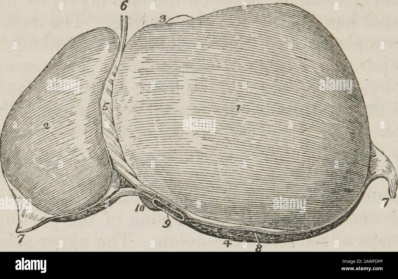 Ein System der menschlichen Anatomie, allgemein und speziell . chylopoetische Viscera, Previouslyto seine Rückkehr in den allgemeinen venösen Kreislauf und das Abscheiden von Schluchten, die für die Chylifikation, die Galle, notwendig sind. Es ist das größte Organ im Körper, wiegt etwa vier Pfund und misst durch den itslongsten Durchmesser etwa zwölf Zoll. Er befindet sich in der rechten hy-pochondrischen Region und erstreckt sich über das Epigastrium in den Linkshänder, der häufig an seiner linken Extremität bis zum oberen Ende der Milz reicht. Es wird schräg in den Bauch gelegt, seine Konvex-Surfnee nach oben und nach vorne und Stockfoto