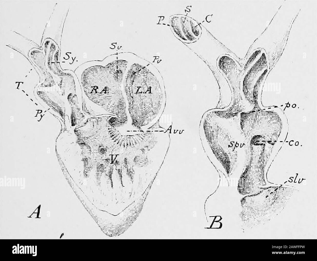 Eine Einführung in die Untersuchung der vergleichenden Anatomie von Tieren . dicker als die Aurikel, durch das Vorhandensein von reichlich Muskelgewebe in seinen Wänden. Seine Kavityist nicht glatt, sondern schwammig im Aussehen, durch das Vorhandensein zahlreicher muskulärer Grate, die in sie projizieren.Die Höhle reicht nicht weit in den Scheitel des Ventrikels hinein, ist ziemlich schmal dorso-ventral^ aber von rechts nach Toleft verlängert. Die auriculo-ventrikuläre Apertur, durch die die Ventrikleciples mit den Aurikeln kommunizieren, ist eher eine breite Öffnung, die durch den freien Rand des aurikulären Septums, Anii Digitiz, zweigeteilt wird Stockfoto