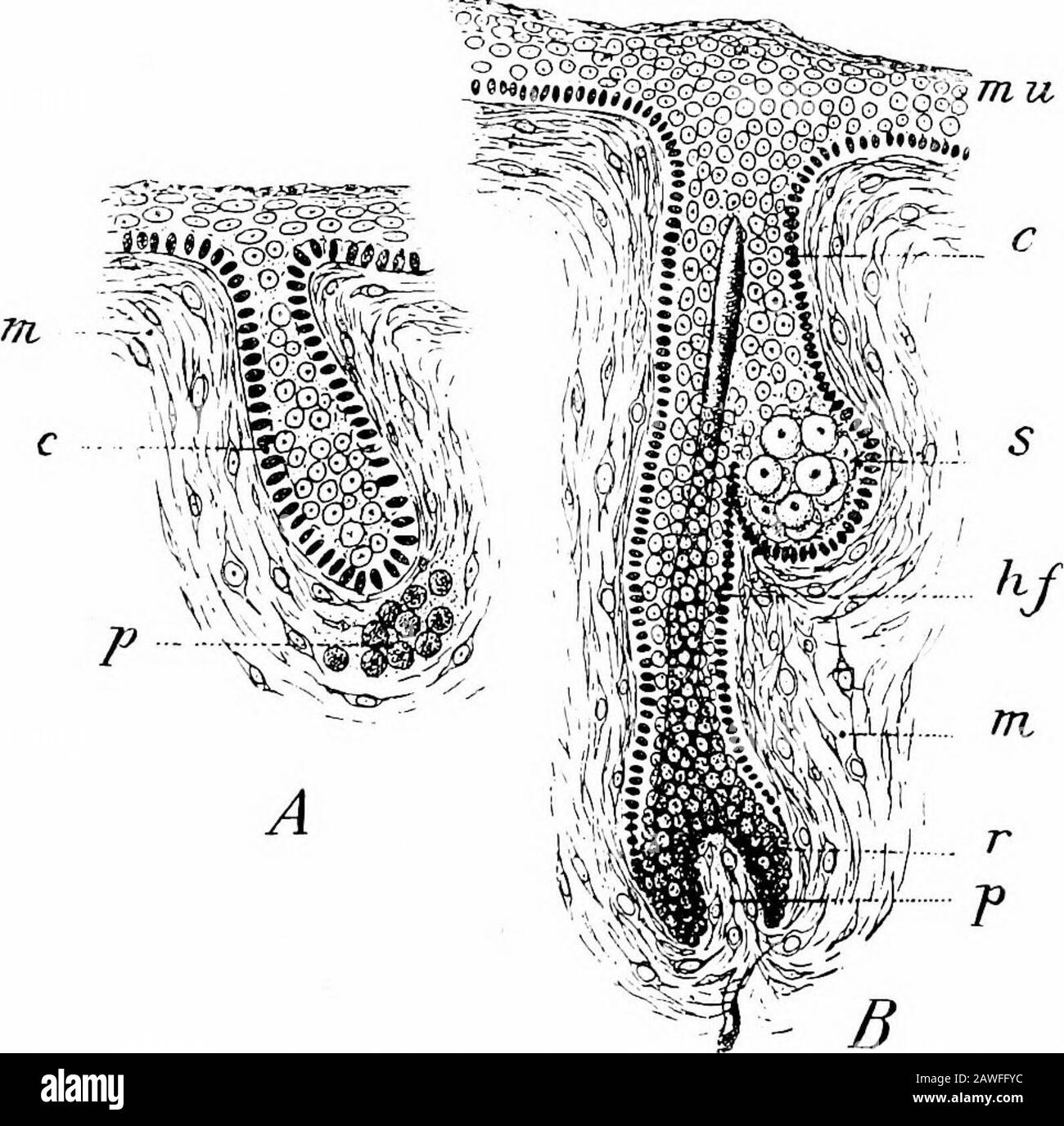 Die Entwicklung des menschlichen Körpers; ein Handbuch der menschlichen Embryologie . Abb. 81.-LongitudinalSection Through theNail Area in an Em-BRYO of 17 CM. EP, Eponychium; ", Nagelsubstanz; NB, Nagelbett;sc, Stratum corneum;sp, Sohlenplatte.- (Oka-mum) Das erste Auftreten des Nagelareasats an den Spitzen der Ziffern, wie es Zander beschreibt, wurde von späteren Beobachtern noch nicht angefestigt, aber die durch eine solche Lokalisierung der Primärdifferenzierung notwendige Mi-Gradation der Bereiche zum dorsalen sur-Gesicht verschafft DEN HAAREN. 167 eine Erklärung der ansonsten anomalen kutanen Nervenversorgung der Nagelbereiche in der adu Stockfoto