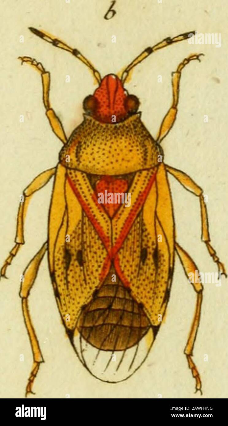Cimex viridis Fotos und Bildmaterial in hoher Auflösung Alamy