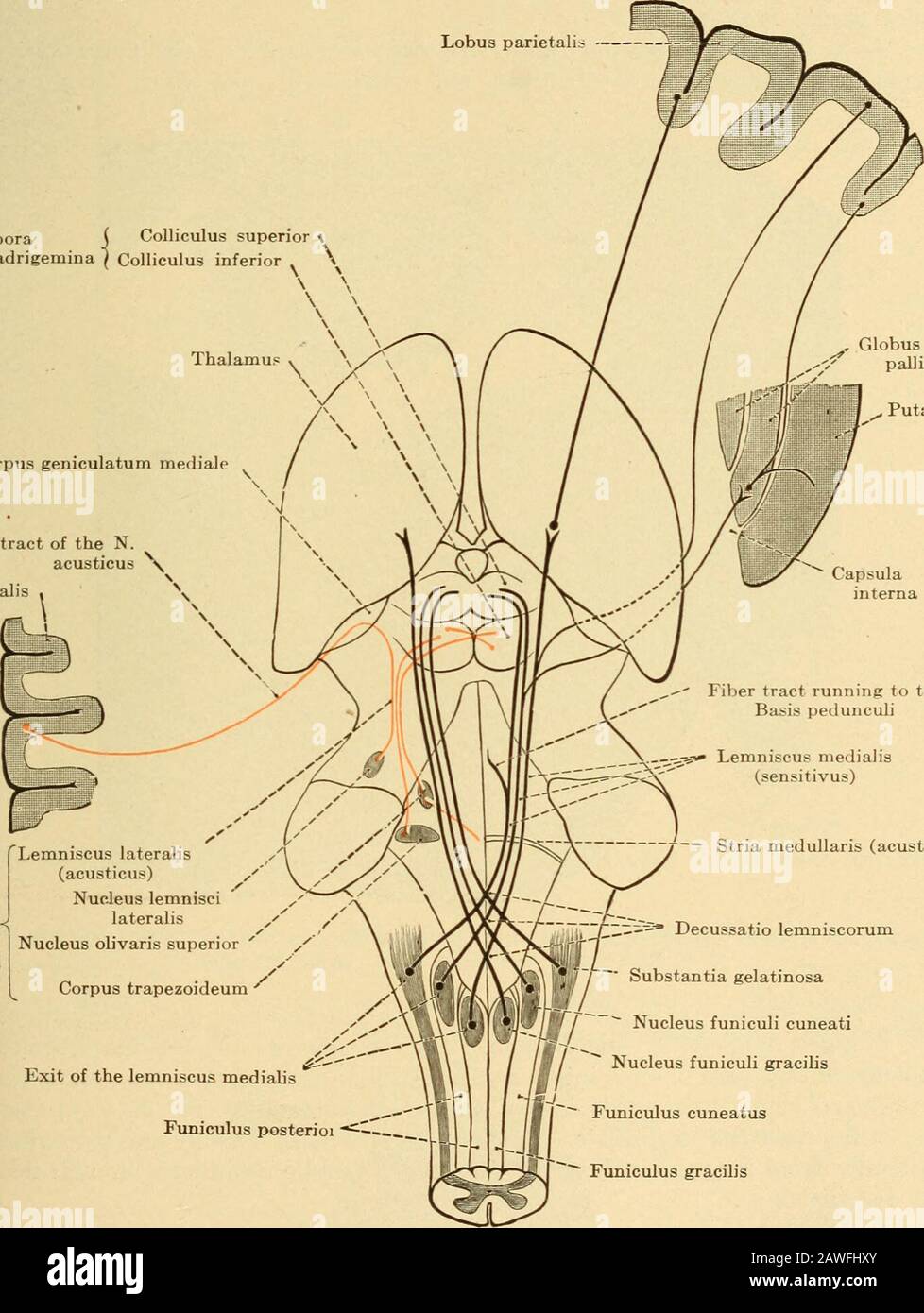 Erkrankungen des Nervensystems .. . Colliculus inferior Thalamu jifis^ Capsula interna Ixit ofthe Lem--iliscus.teralis. Pallidus Putamen Corpus geniculatum mediale trale tral tract der N.abus acusticus empanalis. Lemniscus lateralis (acusticus) y NucJeus lemnisci lateralis / Nucleus olivaris Superior y Corpus trapezoideum Exit des lemniscus medialis Funiculus posterioi ^ ^^ Fasertrakt, der zur Basis pedunculi • Lemniscus medialis;r=--r>< (sensitivus cuniculosa decunmiculus aculticuli)^ is subcunsäticuli Stockfoto