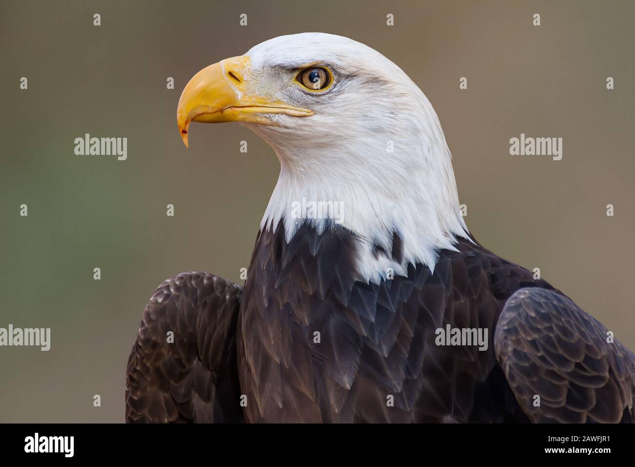 Weißkopfseeadler Stockfoto