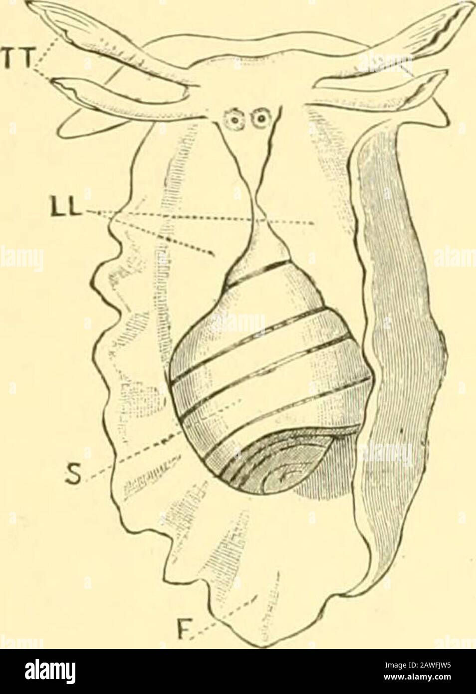Die Cambridge Natural History . ed Shell ist Assmnedby Genera weit voneinander entfernt in den Himmelsrichtungen Oforganisation. Diese Form der Schale kommt im gemeinen Limpet(Patelliae), im Ancylus (Limnaeiae), im Hemitom (Fibrellidus), in der Cocculina (nahe Trochiden), in Urribrella und in Siphonaria (Opis-thobranchiata) vor, während in vielen anderen Fällen die Limmet-Form annähernd genähert wird. Sehr gut gesagt, etwa drei Viertel der bekannten Molluska, rezent und fossil, besitzen eine Armatur, und etwa ein Fünftel eine ZWEIVENTILPOSITION DER SCHALE 245. In Pholas, und bei einigen Arten von Thrakien gibt es ein s. Stockfoto