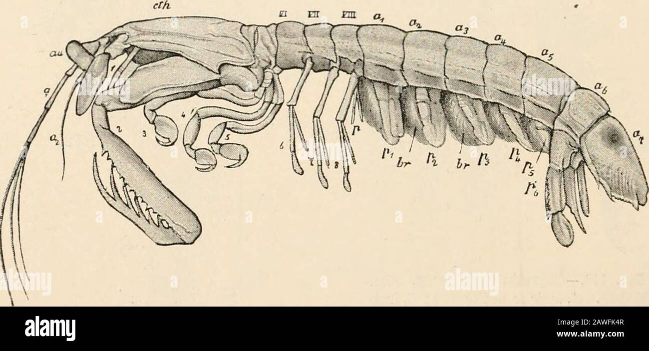 Textbuch der vergleichenden Anatomie . Die Unterteilungen der Bopyri&lt;ln 296 COMPARA TIVE ANA TOM Y CHAP. Und Cryptoniscidce enthalten Parasiten, die hauptsächlich zwittrig mit Zwergmännchen sind. Körper der Frau verformt. Bopyrus (Geschlechter getrennt), Gyge, Entoniscus, Cryptoniscus. Ordnung 3. Amphipoda. Körper seitlich zusammengedrückt. Bei der typischen Amphipoda ist nur das vorderste Thorakiksegment mit dem Kopf verschmolzen, bei der Caprellidce und Cyamidce die beiden Anteriorsegmente. Die Kiemen finden sich an den Brustfüßen als taschenförmige Epipodialappendagen. Wo das Abdomen gut entwickelt ist, trägt es 6 Paare b Stockfoto