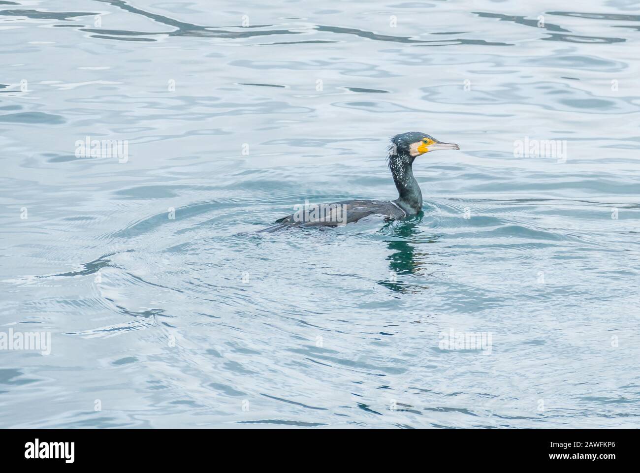 Großer Kormoran phalacrocorax carbo Schwimmen und Angeln im Meer in Galicien, Spanien Stockfoto