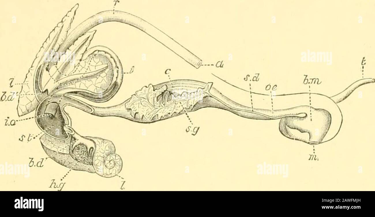 Die Cambridge Naturgeschichte . Abb. 142. -Anteil an tlic radula von Octopus ietra-zirHuis D. ch., Neapel, x 20. SALIVARV-VERSCHRAUBUNGEN 237, die jeweils eine kleine Zubehörplatte an der Basis haben. Die Zähnchen und der Zentralzahn sind klein, ähnlich wie ein anderes, Nncnspiel auf einer quadratischen l)ase. Speichelwaren (/Länder sind in den meisten Glossophora zu finden. Sie kommen zu inone oder zwei Paaren auf jeder Seite des Pharynx und der Speiseröhre, wobei das Duett normalerweise Iorwards führt und sich in den vorderen Teil des Pharynx öffnet (siehe Abb. 143, 144). Sie sind im fleischfressenden (Pasteropoda) außergewöhnlich groß. In bestimmten Genera, Stockfoto