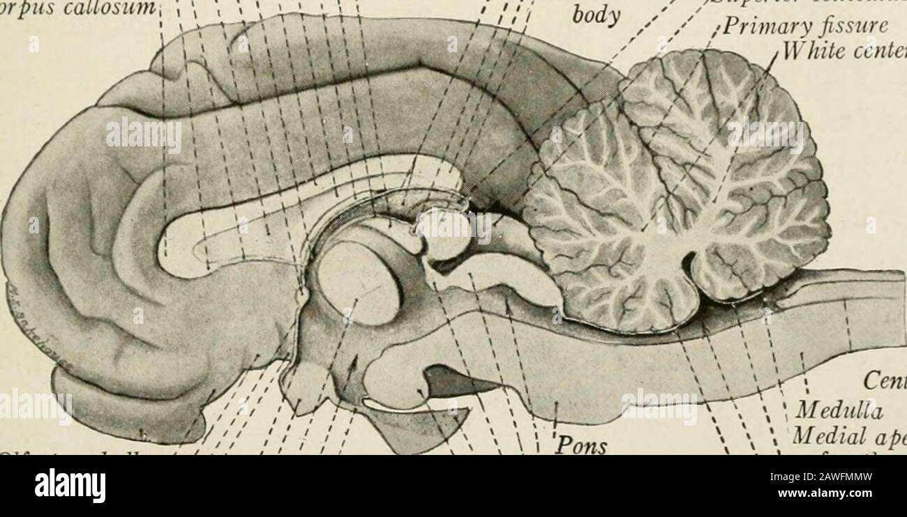 Die Anatomie des Nervensystems, vom Standpunkt der Entwicklung und Funktion . Aymaterie findet sich in dieser Region lateral zum roten Kern und ventral zum thala-mus. Er wird als Hypothalamischer Kern bezeichnet und hat die Form einer Bikonvexlinse. Seine Funktion und Faserverbindungen sind nicht gut verstanden, aber es ist prob-ably ein motorisches Koordinierungszentrum, das Fasern aus dem Thalamus, Corpusstriatum und dem pyramidalen Trakt empfängt und Fasern in der Gehirnpeduncle nach unten sendet. Der DRITTE VENTRIKEL Seit dem dritten Ventrikel ist hauptsächlich von Strukturen umgeben, die zu Thediencephalon, i, gehören Stockfoto