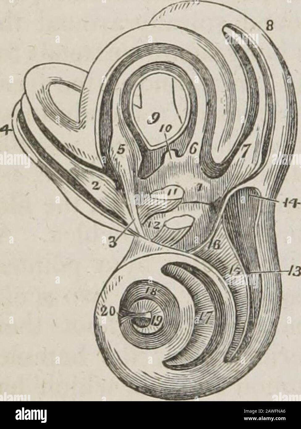 Ein System der menschlichen Anatomie, allgemein und speziell . oder Zweig des Vestibularnervs. 6. Der Abschluss des membranösen Kanals des horizontalen halbrunden Kanals im Sacculus communis.7. Die Ampulla des mittleren oder schrägen halbrunden Kanals, der einen nervösen Fasciculusaus dem unterlegenen Zweig des Vestibularnervs empfängt. 8. Der schräge halbrunde Kanal ist mit dem membranösen Kanal verbunden. 9. Der gemeinsame Kanal, der sich aus der vereinigung des Perpendikular mit dem schrägen halbrunden Kanal ergibt. 10. Der membranöse gemeinsame Kanal, der im Sacculus communis verläuft. 11. Der Otoconit des Sacculus Co Stockfoto