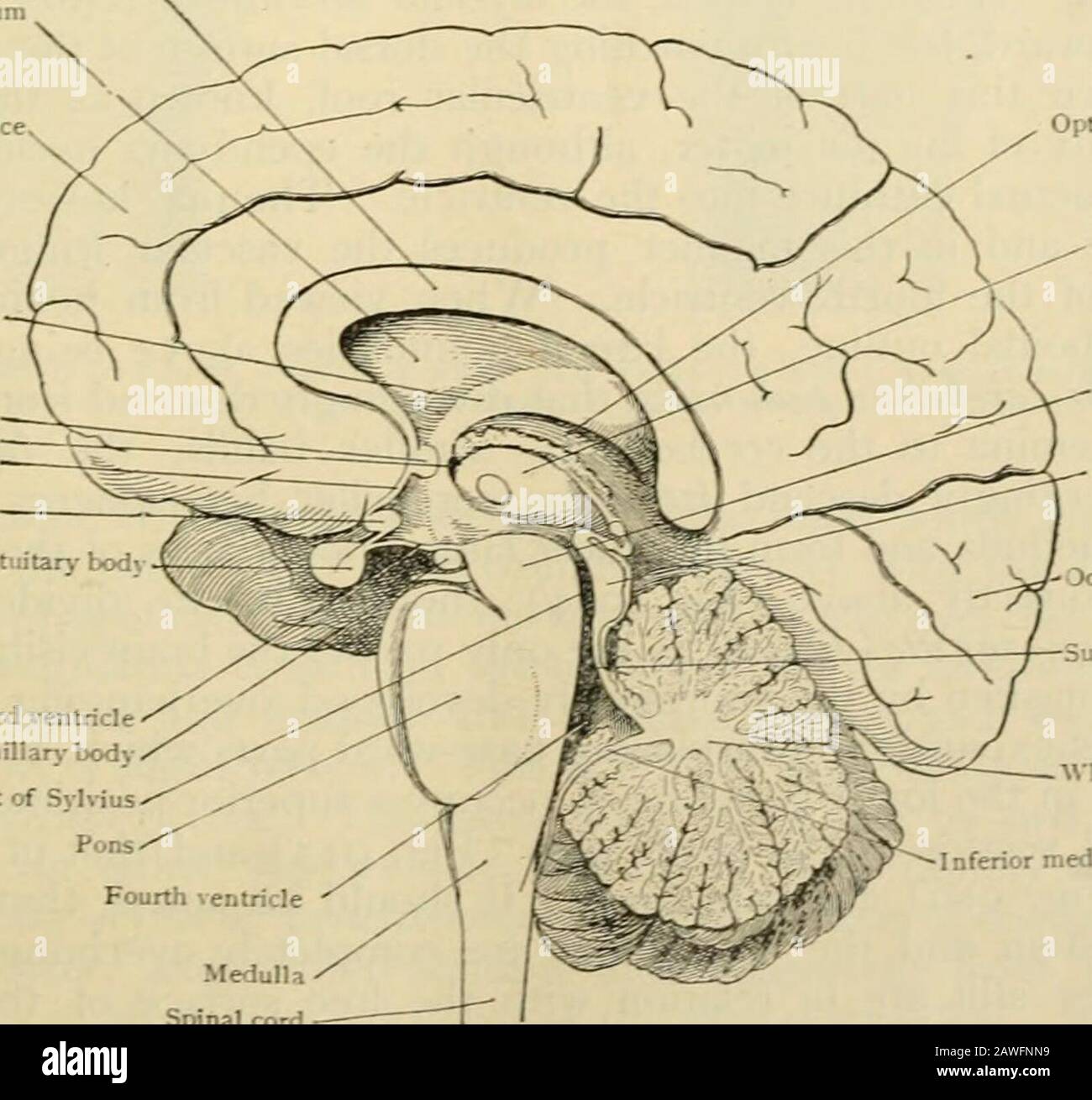 Menschliche Anatomie, einschließlich Struktur und Entwicklung und praktische Überlegungen d in einem sagittalen mesialen Abschnitt (Abb. 910) wird jede dieser Teilungen als mit einem Teil des Systems der Kommunikation von Räumen verwandt angesehen, die als die dritten Ventrikel des Lateralands, der Aquädukt von Sylvius und der vierte Ventrikel die oben genannten Gehirnhemisphären ausdehnen. Durch den Hirnstamm und unter dem Kleinhirn bis zum zentralen Kanal des Rückenmarks. Da die lateralen Ventrikel zwei innumerieren, ist die Theirstellung im Zusammenhang mit den Gehirnhemisphären, in denen sie liegen, lateral zum m Stockfoto