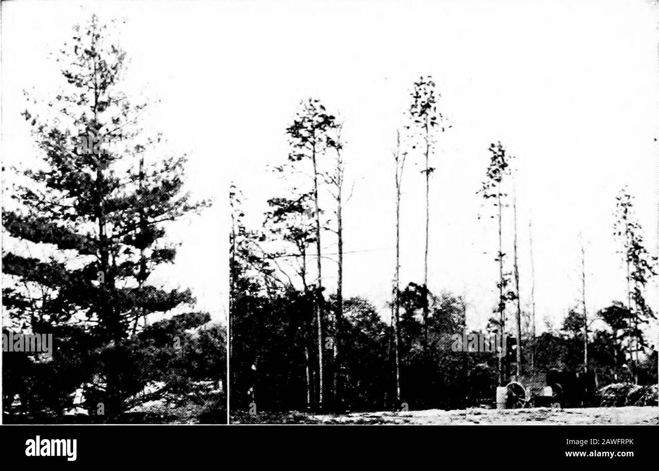 Produktive Landwirtschaft . Abb. 92.-EIN Schutzgürtel aus gemischten Harthölzern. Diese Form des Zauns - schützt den Wald vor Weidevorräten. (Anlagenindustrie.) 1. Die Gefahr eines Totalverlusts durch Dürre, Insekten und Krankheiten ist geringer. 2. Schnell wachsende Bäume können die Flächen vorübergehend füllen, während die langsameren und dauerhafteren zu groß genug sind. 168 PRODUKTIVE LANDWIRTSCHAFT 3. Zarte Arten, wie Scotch Pine, tun viel besser, wenn sie teilweise von härteren Bäumen geschützt sind. 4. Mischpflanzungen sind schöner und interessanter. .5. Vögel werden von der größeren Vielfalt an Nahrungs- und Schutzmitteln angezogen. 6. Der Boden ist Stockfoto