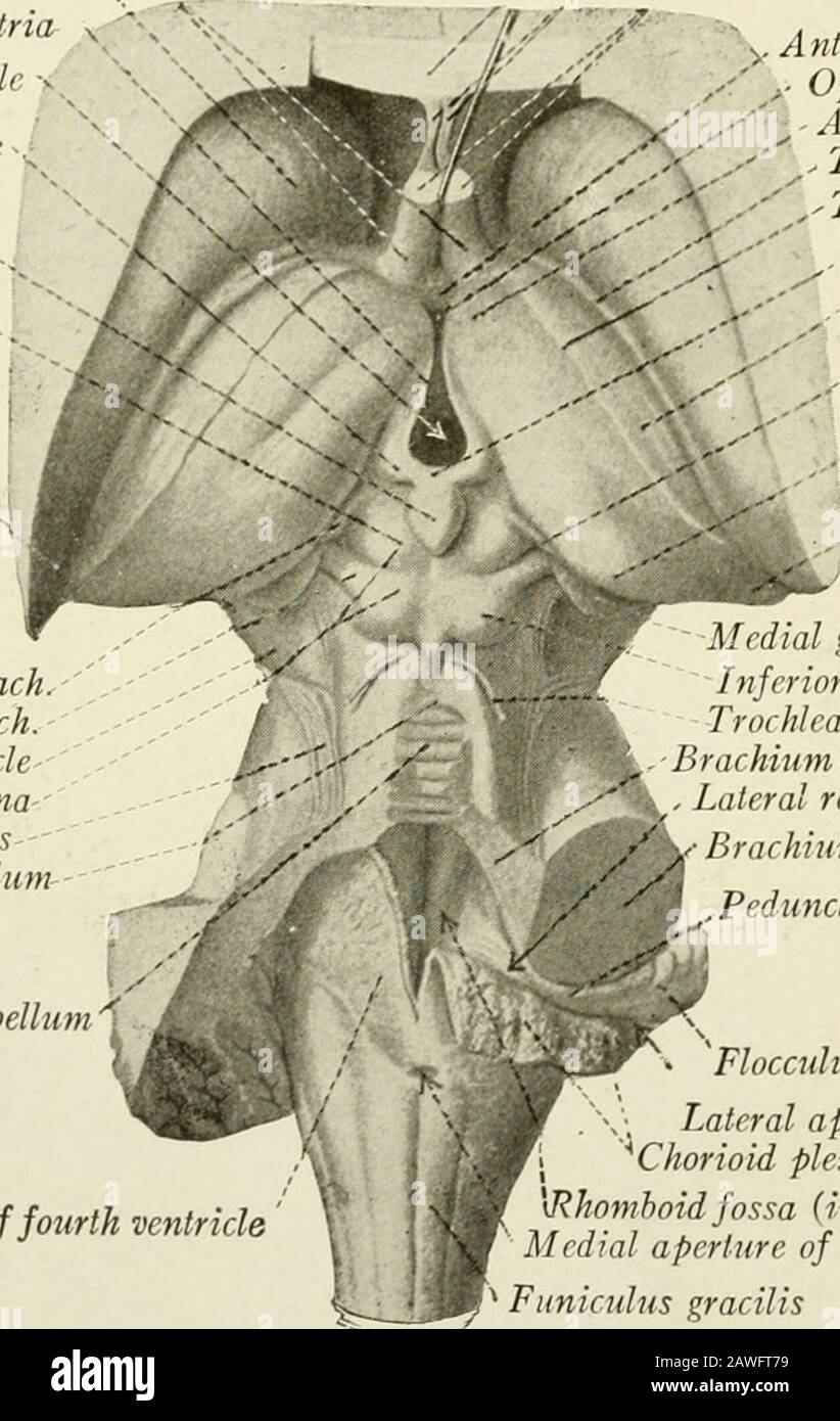 Die Anatomie des Nervensystems, vom Standpunkt der Entwicklung und der Funktion . wird von seinen Mitmenschen durch ein breites Intervall getrennt, in dem die 214 DAS NERVENSYSTEM corpora quadrigemina erscheinen. Es bildet eine markierte Projektion, den Pulvinar, der den medialen Genikulatkörper und die Brachie der Korporaquadrigemina überragt (Abb. 88, 154). Zur Beschreibung ist es praktisch, vier thalamische Oberflächen zu torekognisieren, nämlich dorsale, ventrale, mediale und laterale. Die dorsale Oberfläche des Thalamus ist frei (Abb. 91, 154). Er bildet den Boden der Querfissur des Großhirns und ist s Stockfoto