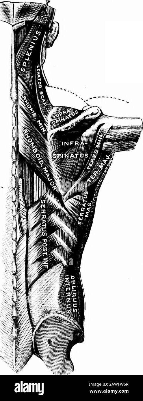 Die angewandte Anatomie und Kinesiologie, der Mechanismus der muskulären Bewegung . J, und die Person bringt unbewusst die adduzierenden und die sich erhöhenden Anteile in die Tat, wenn sie das Beste tun können. Alle Teile des Trapez treten gleichzeitig in Aktion, wobei die Arme seitlich verwinkeln, und besonders, wenn sie über die Schulter angehoben werden, wie in der obigen Abbildung dargestellt. Keine anderen Bodilybewegungen scheinen das ganze Trapez auf einmal zu beschäftigen. LEVATOR. Dies ist ein kleiner Muskel auf dem Rücken und der Seite des Halses, der den ersten Teil des Trapez beneaths (Abb. 35). Origin.-Die Querprozesse des oberen fo Stockfoto