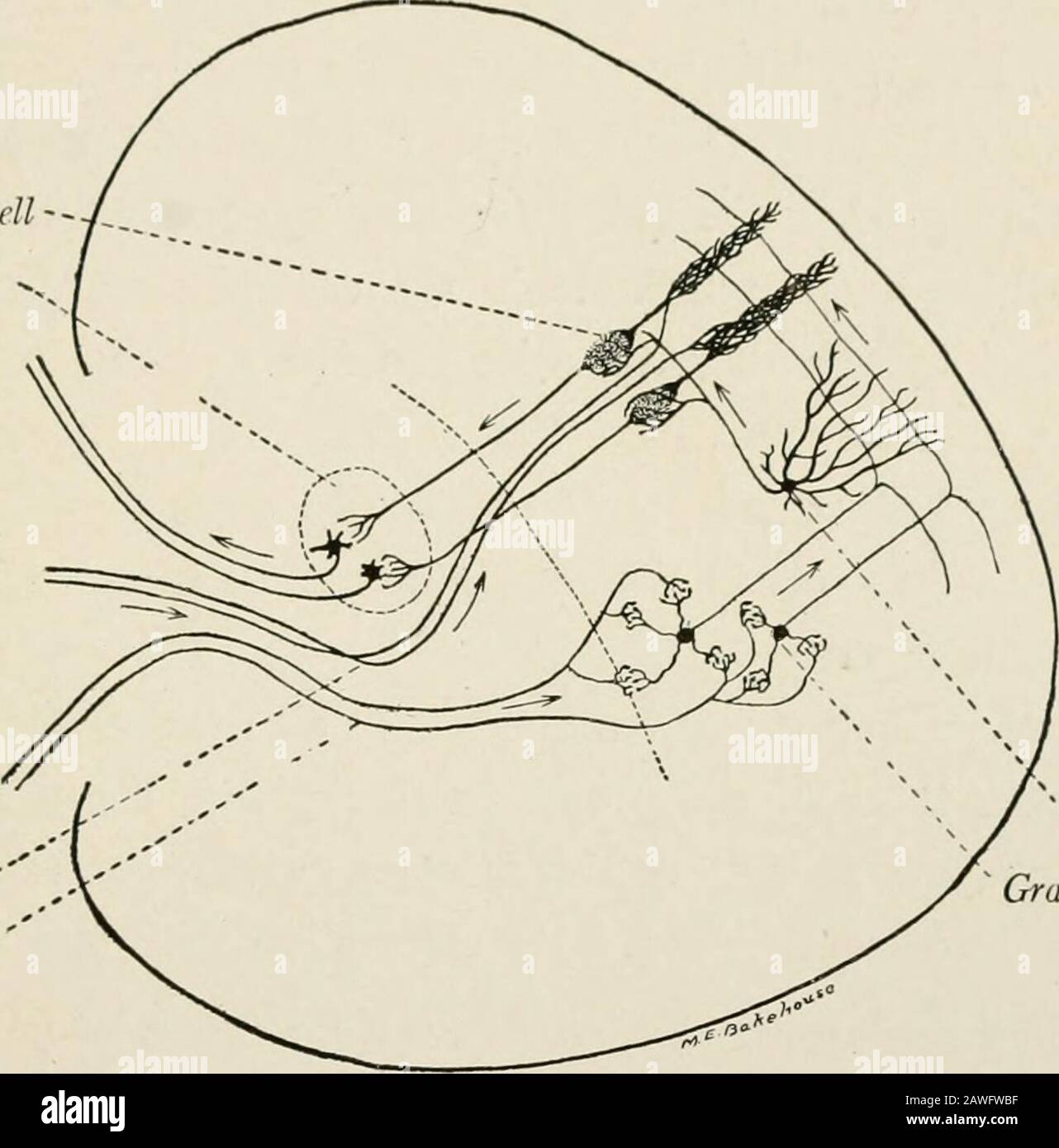 Die Anatomie des Nervensystems, vom Standpunkt der Entwicklung und der Funktion. Auswirkungen der Purkinjezellen und der Axonzweige von der Granule DES KLEINHIRNS 209 Zellen (Abb. 150). Es enthält eine relativ kleine Anzahl von Stellatneuronen, die oberflächlich betrachtet sind und kurze Axone besitzen und zu Golgis Typ II gehören. Diese tiefer gelegenen besitzen eine hochspezialisierte Form und einen Bogen, die als askorbförmige Zellen bekannt sind. Aus jedem dieser gibt es neben mehreren stout brandl-ing-Dendriten ein einzelnes charakteristisches Axon, das in einer Ebene rechts ang durch die Molekularschicht verläuft Stockfoto