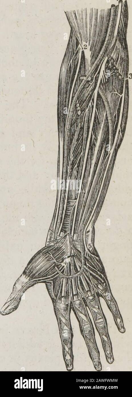 Ein System der menschlichen Anatomie, allgemein und speziell. Kommunikation mit Filamenten des hinteren Astes des inneren Hautrandes und mit der Spiralkutane. In seinem Verlauf gibt sie zwei oder drei kutane Filamente an das Integument des inneren und vorderen Anteiles des Oberarms ab. Der Mittelnerv hat seinen Namen erhalten, indem er einen Verlauf entlang der Mitte des Vorderarms bis zur Handfläche nimmt; er ist also zwischen den radialen und ulnaren Nerven zwischengeschaltet. Sie beginnt mit zwei Köpfen, die die Arteria axillaris umfassen; liegt zunächst zur äußeren Seite des Brachials Stockfoto