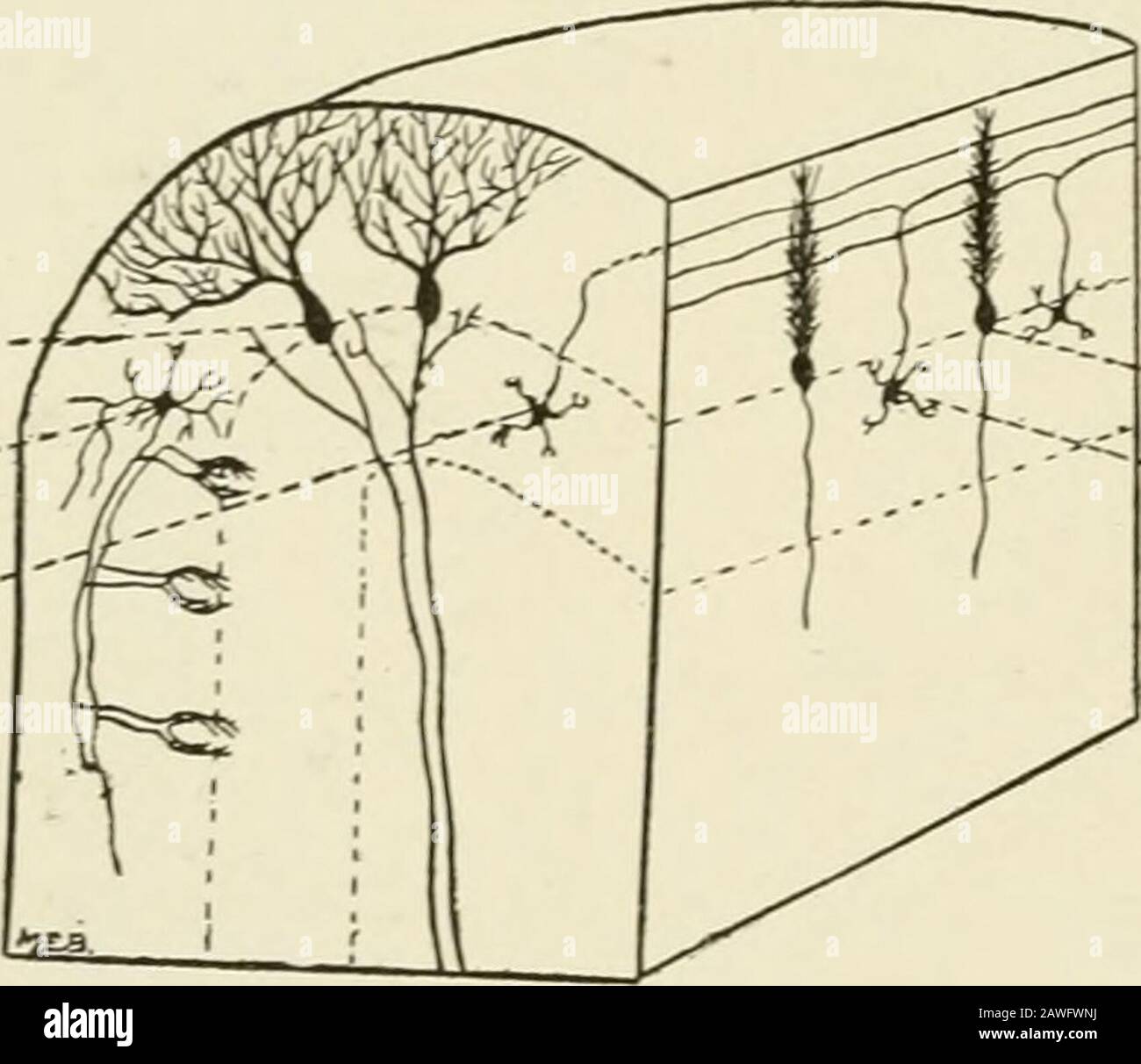 Die Anatomie des Nervensystems, vom Standpunkt der Entwicklung und der Funktion . welches 208 DAS NERVENSYSTEM fast auf einmal myeliniert und durch die Granularschicht in die weiße Substanz des Kleinhirns läuft. Laut Clarke und Horsley (1905) andCajal (1911) enden diese Axone in den zentralen Kleinhirnkernen. In der Nähe ihres Ursprungs geben sie Kollaterale ab, die in Verbindung mit benachbarten Purkinje-Zellen rückwärts durch die Molekularschicht führen - eine Anordnung, die designedum die gleichzeitige Entladung einer ganzen Gruppe solcher Neuronen herbeiführen soll.Die granulare Schicht, situiert Stockfoto