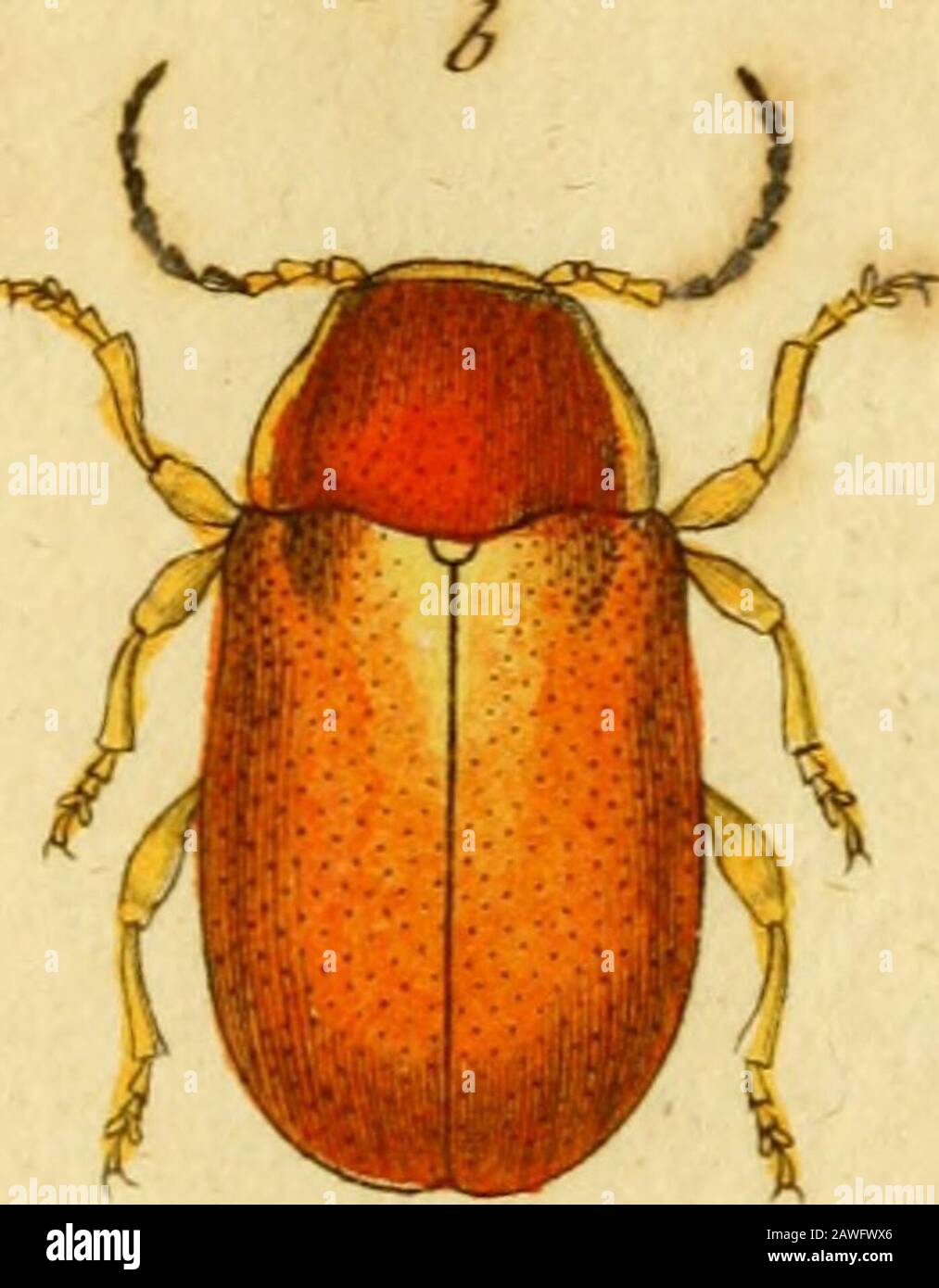 Favnae insectorvm Germanicae initia, or, Deutschlands insecten . Cryptöc&vhalus J^t^lmeri 5^/^?5t.j, CRYPTOCEPHALVS Hybneri. Der Hyhnerfcbe Fallkäfrr. Cryptocephalus hihnerl: Niger-Eapite elytrovum apicibus pcdibus^ae flavis. Fab* ric. En lyft. T. II. N.&lt;^6. S. 6j.Panzer Ent. Germ. I. n. 27. S. 198. Lebensraum in Fepibus floribundaris. A. Magnitudo naturÄlis. B. Eadcni aucta. 16. Cryptöce^ha/US ^i/ii ^Aa^n J^Jh-.- ß CRYPTOCEPHALVS Pini.der Fichtcn - Fallkäfer, Cryptocepbalus Pmi: Teftaceus elytiis vage punctatis palluiis, antcriTiis fufcls. Stoff. Syft. ENT. N, 32" S. 112. Spez. Inf. T. L. Stockfoto