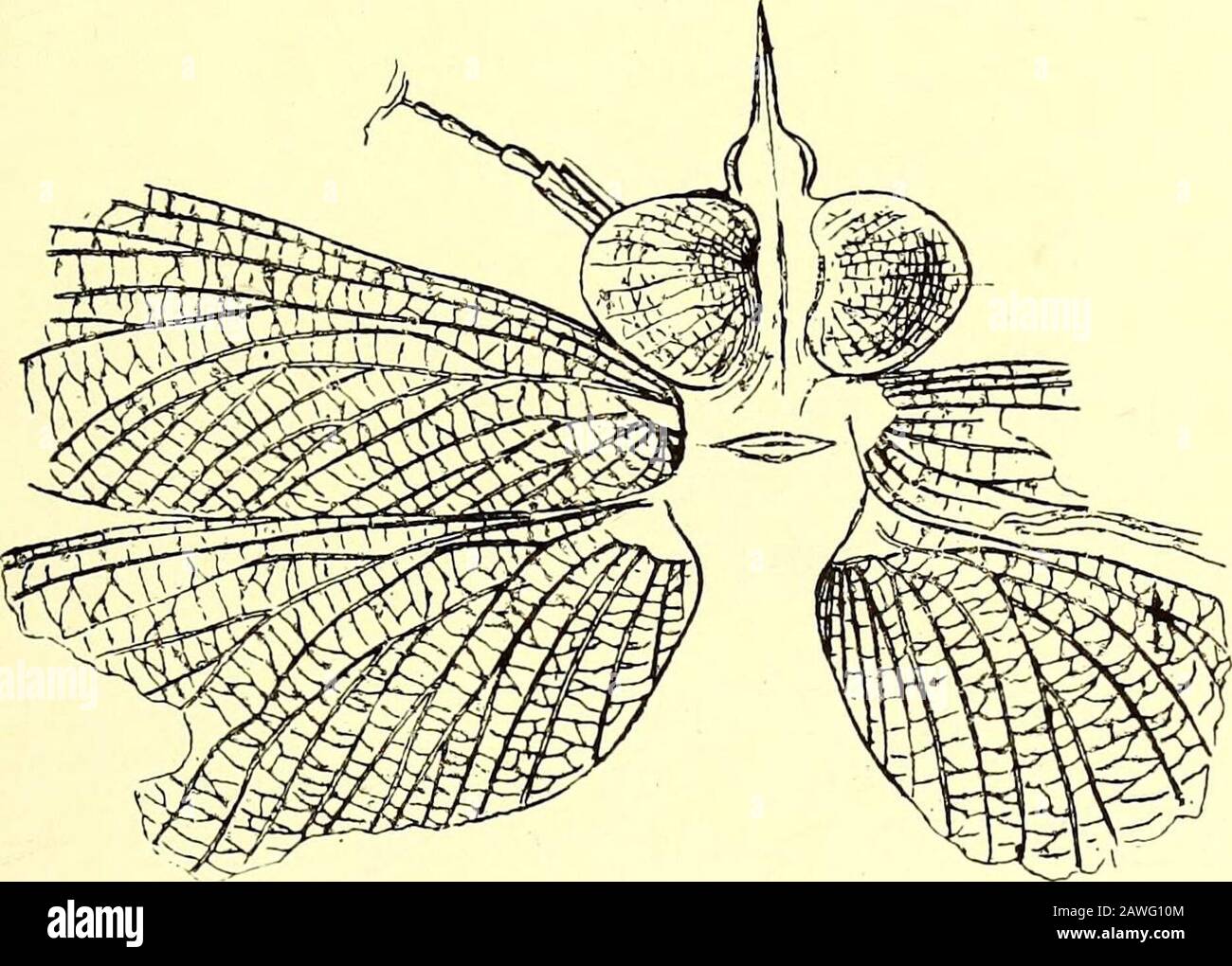 Ein Führer zu den fossilen wirbellosen Tieren in der Abteilung für Geologie und Paläontologie im britischen Museum (Naturgeschichte). Abb. 53.-Flügel von neuropterösen Insekten aus der englischen Coal Measures,a, Lithosialis Brongniarti; b, Brodiea priscotincta, mit Farbbändern.Natürliche Größe. (Tabellen-Fall 20). ARTHEOPODA-INSEKTEN. 107 und aus diesem Gestein stammt das fast vollständige Exemplar von ^^^^^ Blapsium Egertoni. Lihelhila kann auch von den Purbeck Beds und von den Bagshot Beds of Upper Eocene Age bei Bournemouth bemerkt werden. Diese letztgenannten Betten, sowie die oligozänen Bembridge-Betten von Gurn Stockfoto