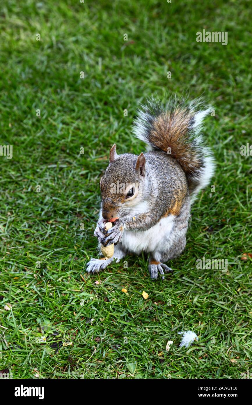 Östliches graues Eichhörnchen (Sciurus carolinensis) auf Grasrasen, das eine Erdnuss isst Stockfoto