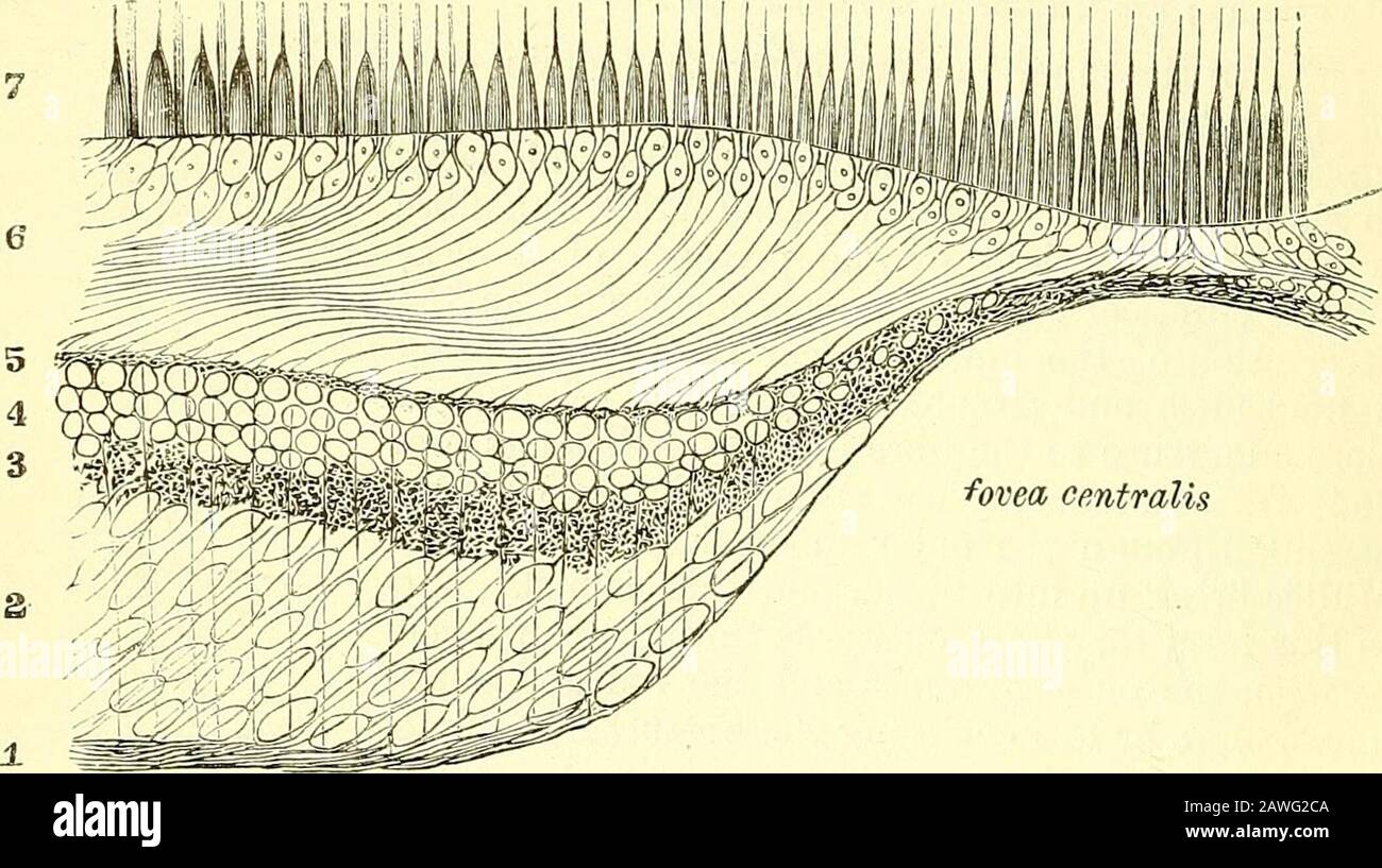 Quains Elemente der Anatomie . al und hinterer Teil der Netzhaut als im peripheren und anterioren Teil; in Richtung der ORA serrata sind sie sehr deutlich und eng gesetzt. E 2 V 420 DAS AUGE. Struktur der Makula lutea und fovea centralis (Abb. 355).^-Die Besonderheiten in der Struktur, die diese für den Mostteil aufweisen, sind übrigens in der vorherigen Beschreibung der Retinallschichten aufgefallen. In der Fovea sind keine Stäbchen zu finden, und die Zapfen sind muchlänger und schmaler als anderswo. Alle anderen Schichten sind muchdünn, aber zum Rand der Fovea hin nehmen sie schnell inth zu Stockfoto