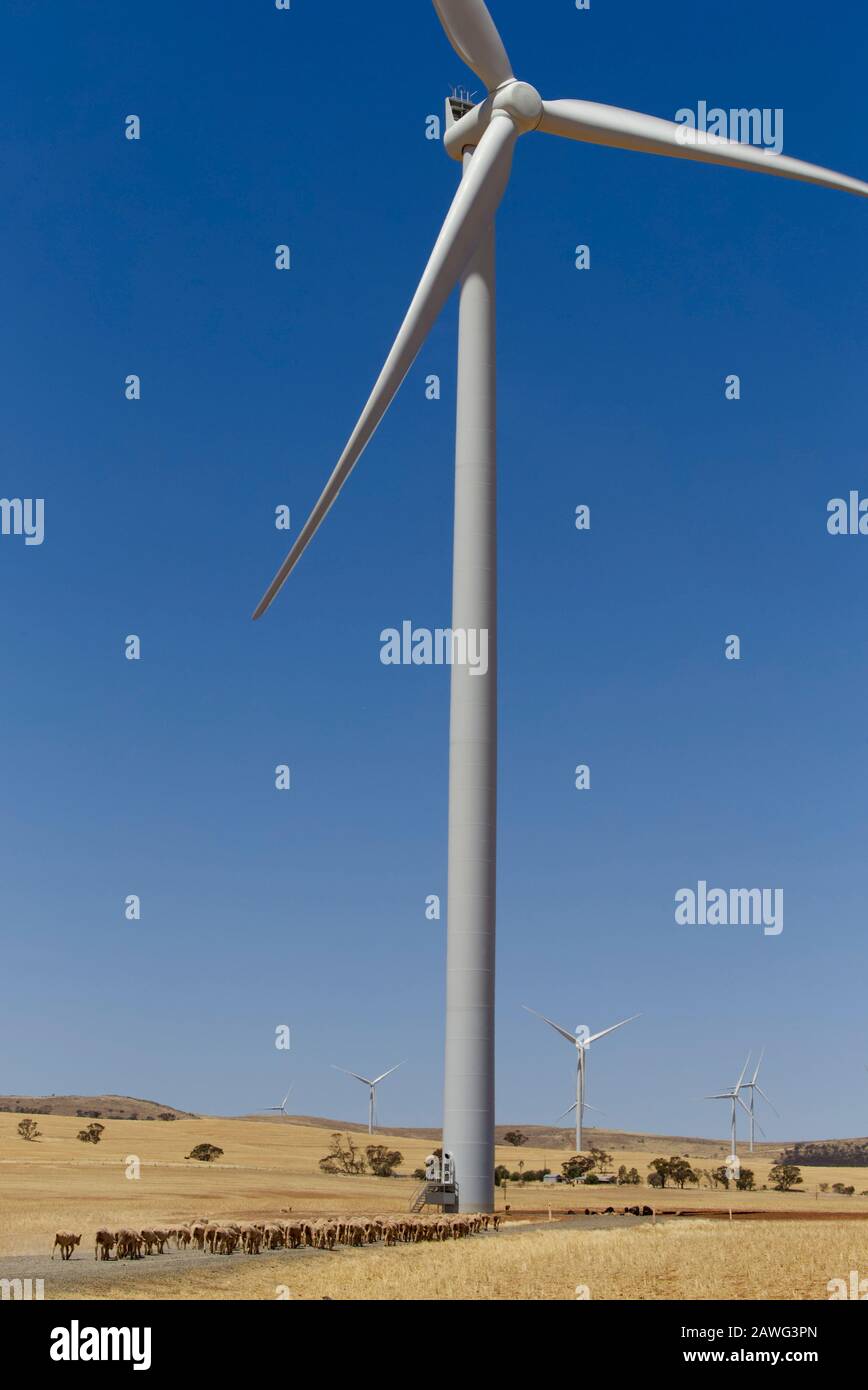 Windenergieanlagen in einem Betrieb erzeugen Strom und stellen gleichzeitig eine Einnahmequelle dar. Schafe weiden auf einem Windpark South Australia Stockfoto