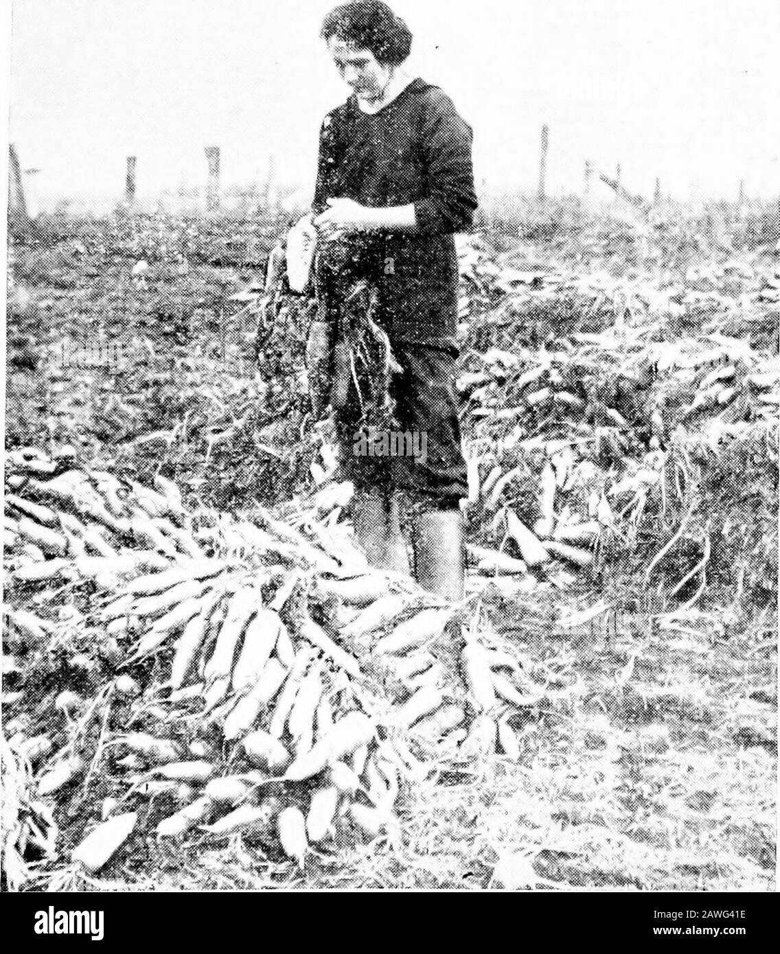 Die Universität in Overalls; ein Plädoyer für ein Teilzeitstudium . Oner und Arbeitslose sollen sich seit dem Jahr 1867 in großen Flächenverrechnungsunternehmen oder in dieser Angelegenheit seit dem Jahr 1764 verunstet haben. Ein weiterer Grund, warum die Siedlung in den urgroßen Lehmgürteln bis heute zum Erliegen kommt, ist das Fehlen von Frauen aus dem Theland. Hven das Privileg, in Camp-Gemeinden statt auf einzelnen Wohnhäusern zu leben, während ein Prozentsatz des Grundstücks geräumt und Gebäude errichtet wird, wird die Hausbeständer nicht halten. Dies wurde bei Kapuskasing dämonengestriert. Dort durften die umgezettelten Männer zusammenleben. Sie ha Stockfoto