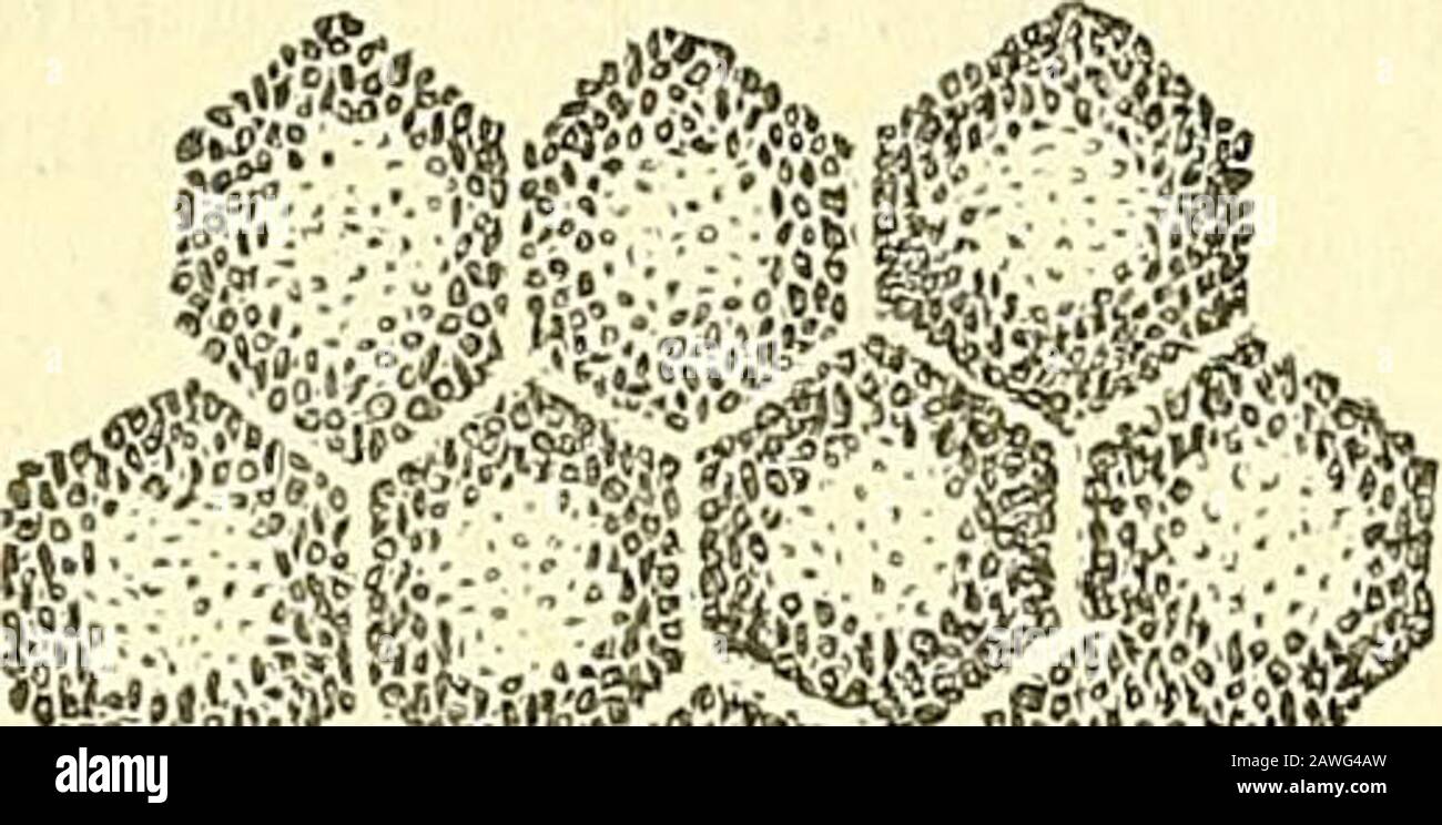 Quains Anatomieelemente d. H. Bei der Eule fehlen die Konesare entweder ganz oder sind nur wenige und rudimentäre. 8. Die Pigmentschicht.-Diese Schicht, die die Retinaextern begrenzt und früher mit dem Choroidmantel beschrieben wurde, konsisten einer einzigen Schicht sechseckiger Epithelzellen, die durch eine wahrnehmbare Menge klarer interzellulärer Substanz (Abb. 353). Die äußere Oberfläche jeder Zelle - die zum Choroid hin turned ist - ist glatt und abgeflacht oder leicht konvex, und der Teil der Zelle in der Nähe dieser Oberfläche ist pigmentiert und enthält den Zellkern; die Stockfoto