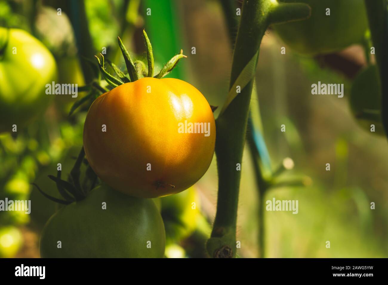 Tomatenpflanze wächst im Gewächshaus. Frisches Gemüse hängt am Ast. Bioproduktion. Gesunde Ernährung Stockfoto