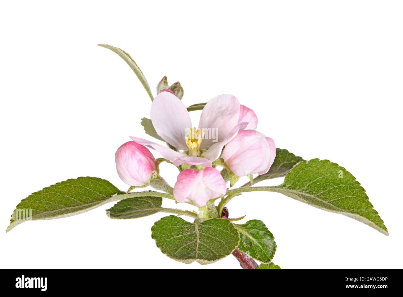 Offene Blüte, zahlreiche Knospen und neue Quellblätter eines vor weißem Hintergrund isolierten apfelbaums (Malus domestica) Stockfoto